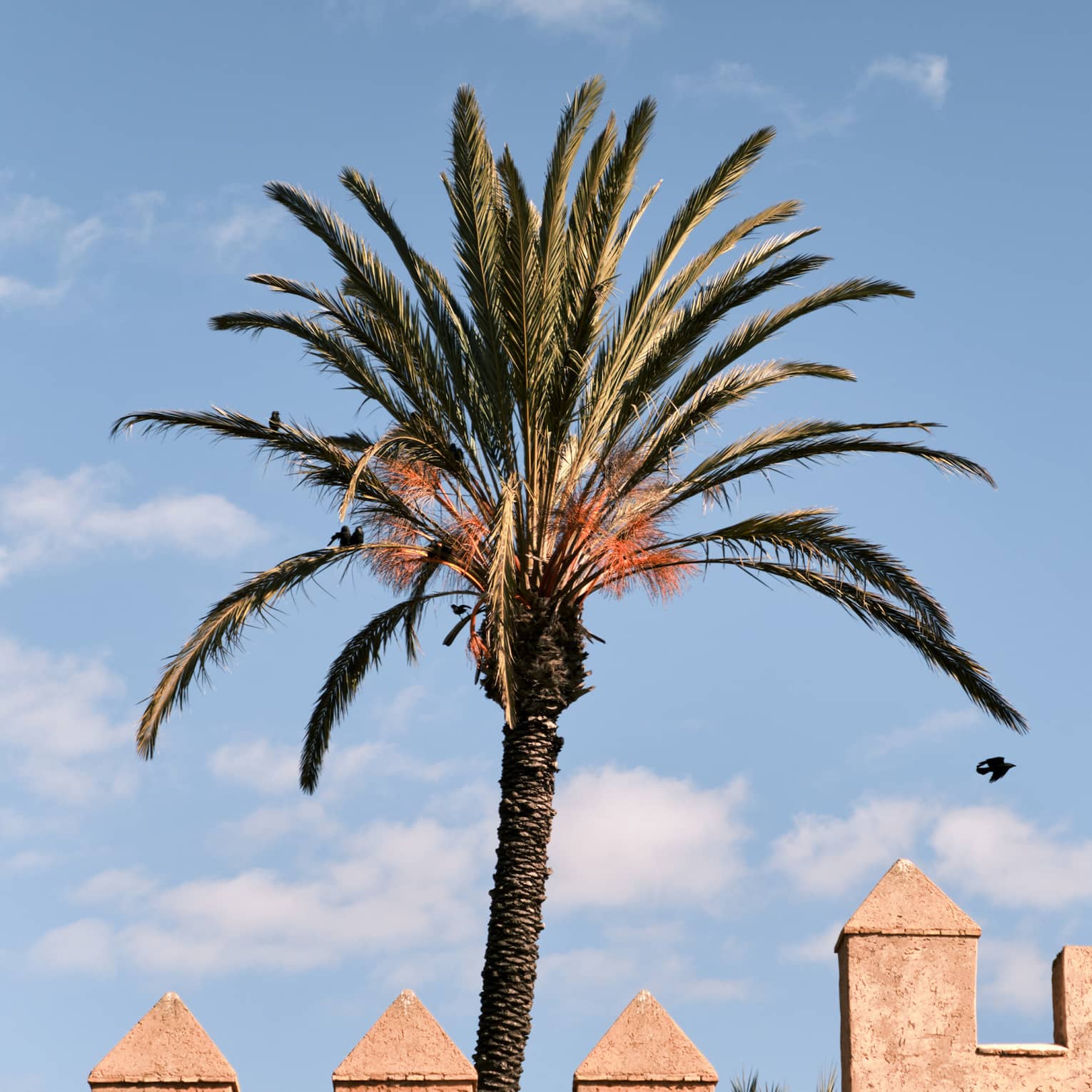 Against a bright blue sky dotted with clouds, a palm tree rises above an orange stone, triangle-topped battlement-style wall.