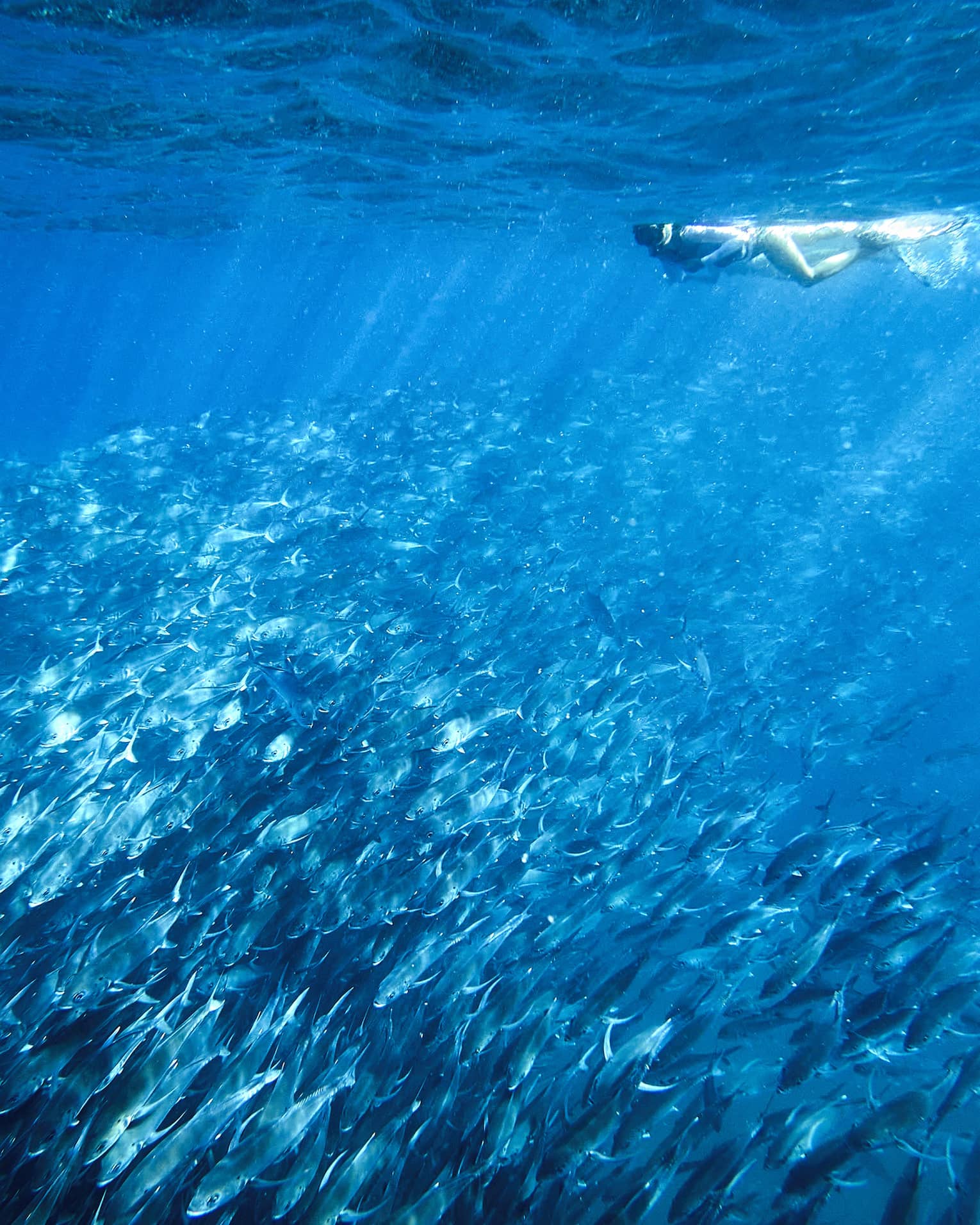 A person snorkelling near a school of fish in clear blue water