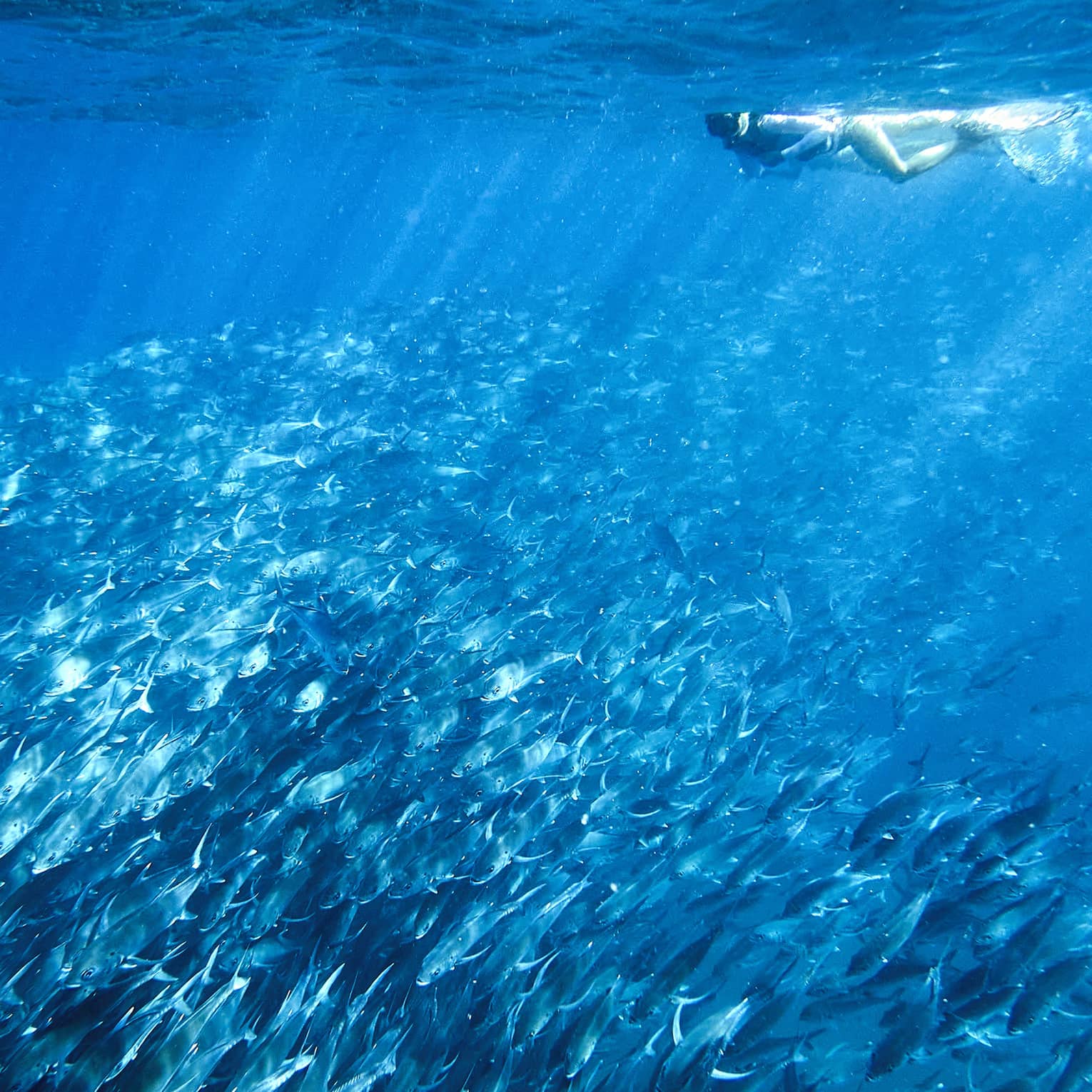 A person snorkelling near a school of fish in clear blue water