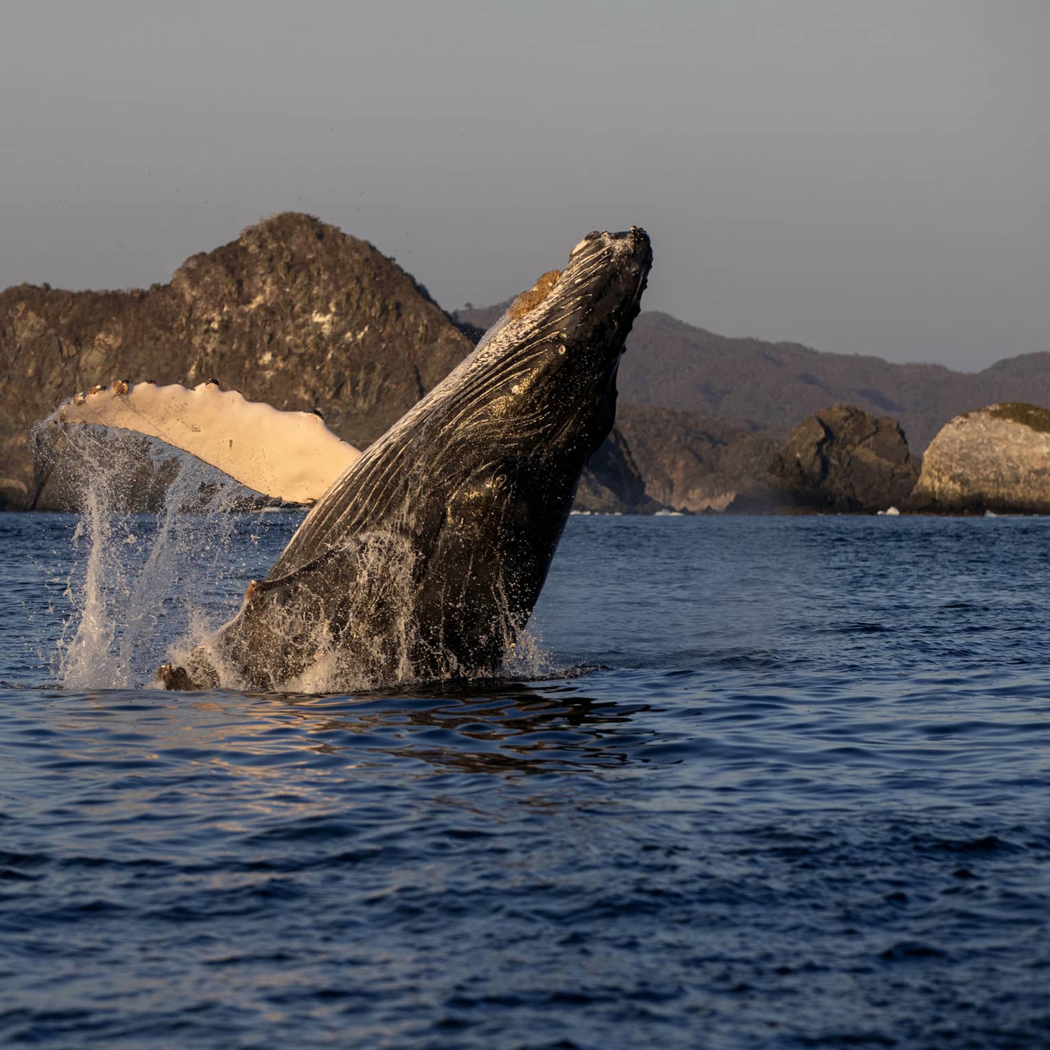 In soft morning light, a majestic humpback whale breaches, water cascading off its front flipper, distant mountains beyond. 