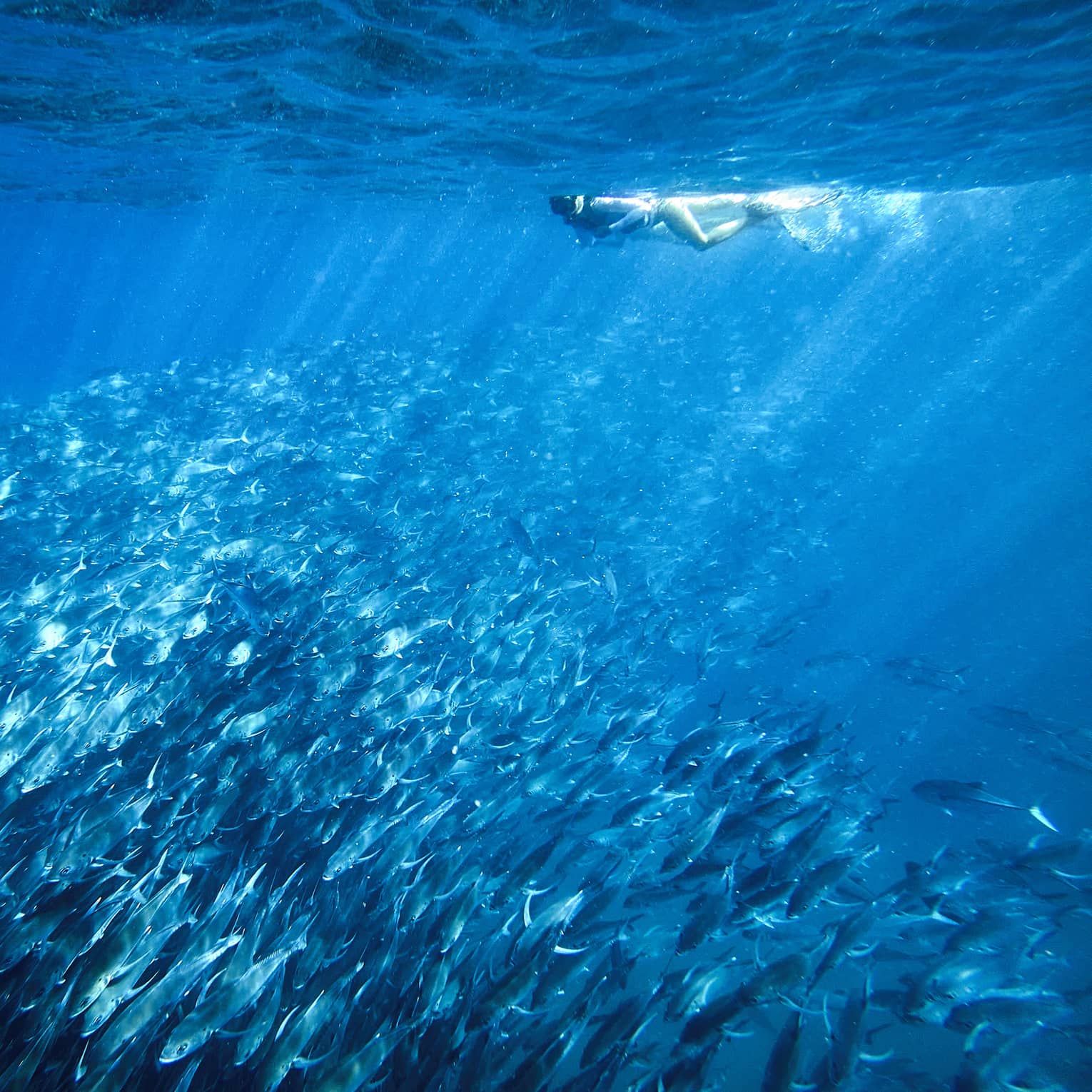 A person snorkelling near a school of fish in clear blue water
