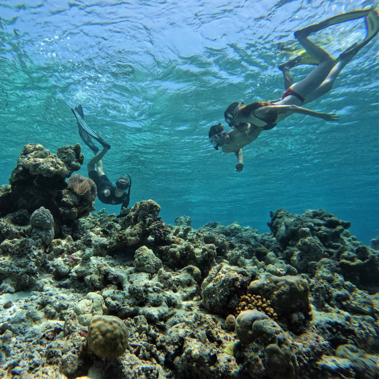 Marine biologist points out a porcupine-shaped coral to two guests as they all snorkel above a reef in crystal-clear water. 