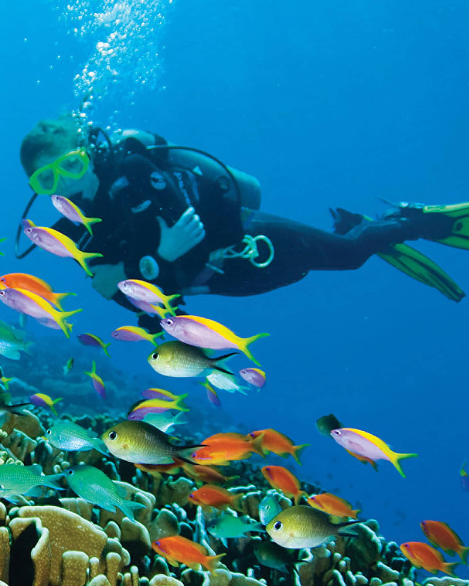 Scuba diver swims over colourful tropical fish, coral