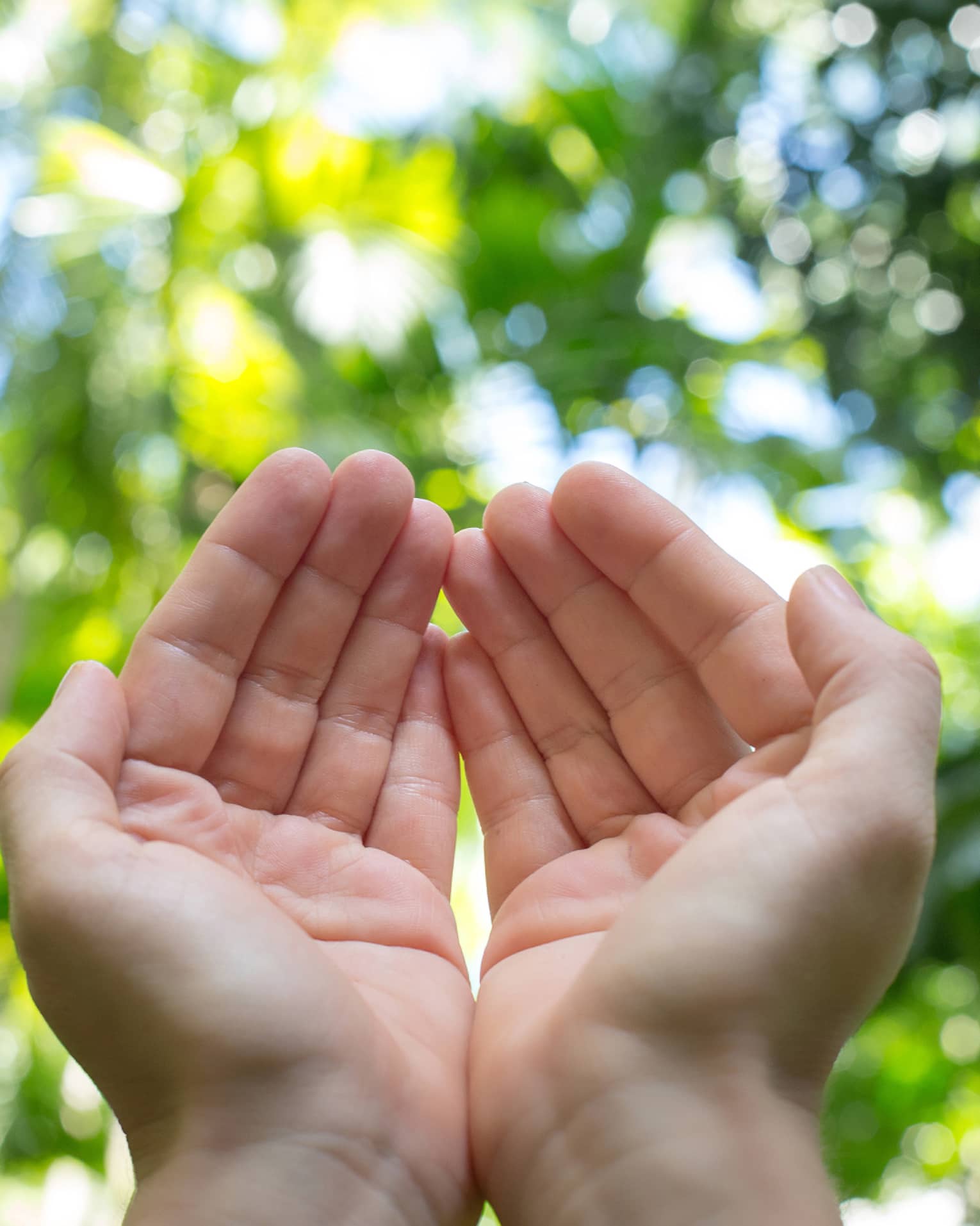 Two cupped hands against a forest backdrop on a sunny day
