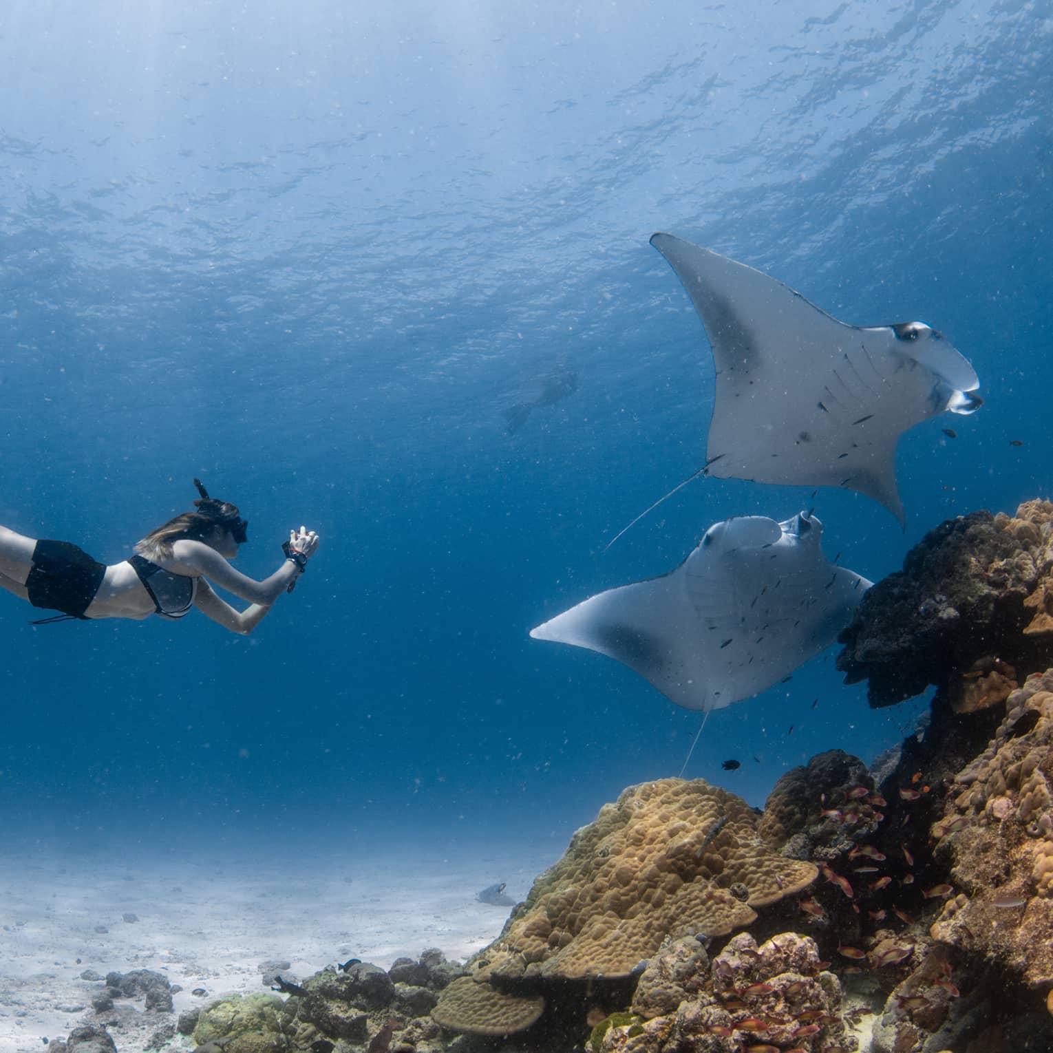 A woman taking photos of sea creatures under water.
