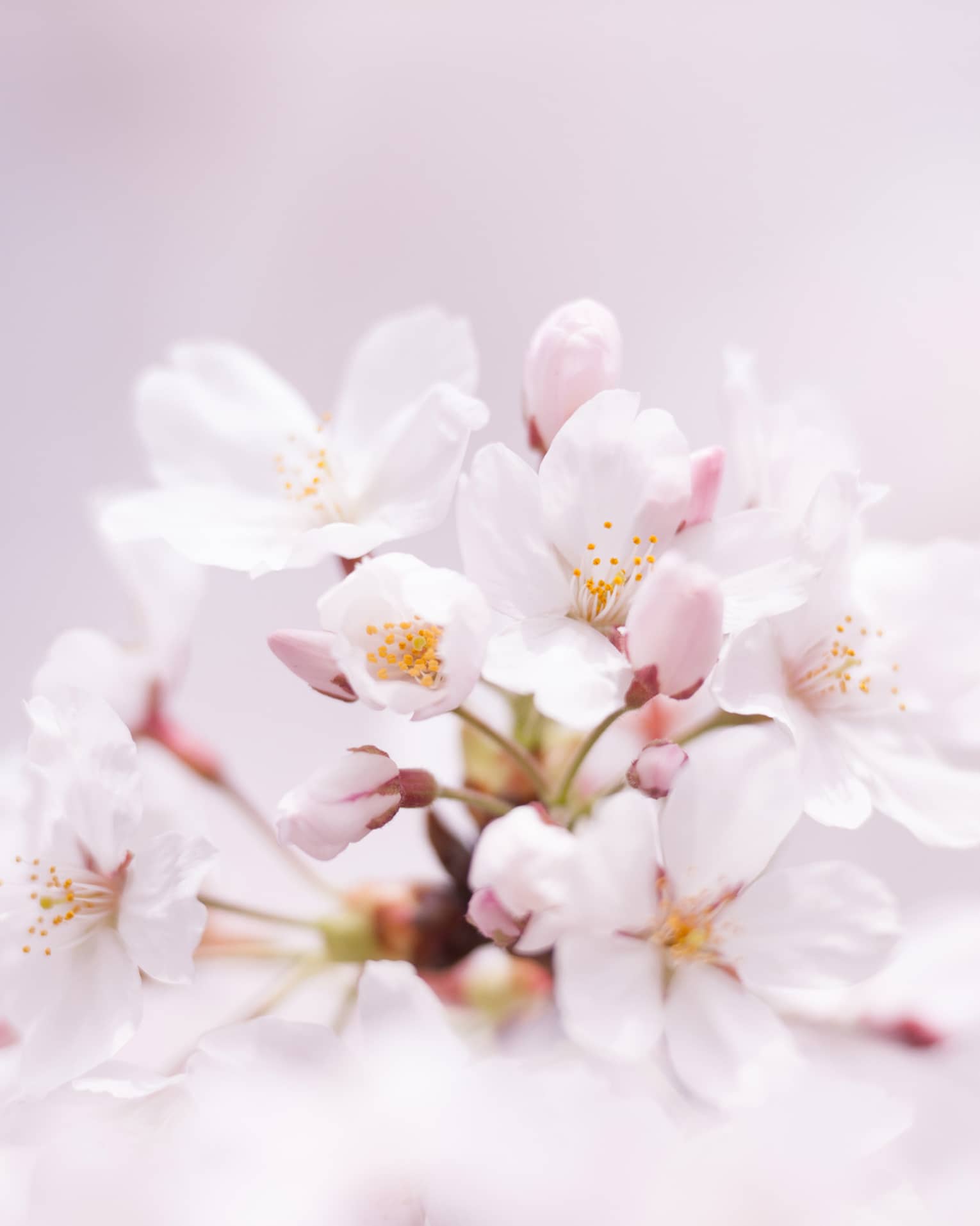 Close-up of fully-bloomed pink cherry blossom flowers, flower petals blur in the foreground