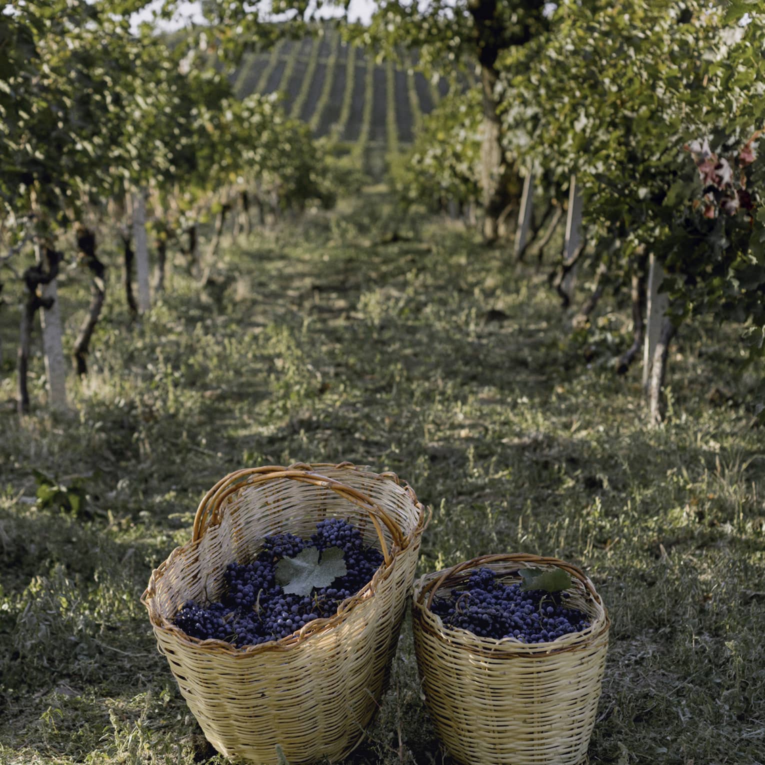 Two baskets of grapes on winery pathway