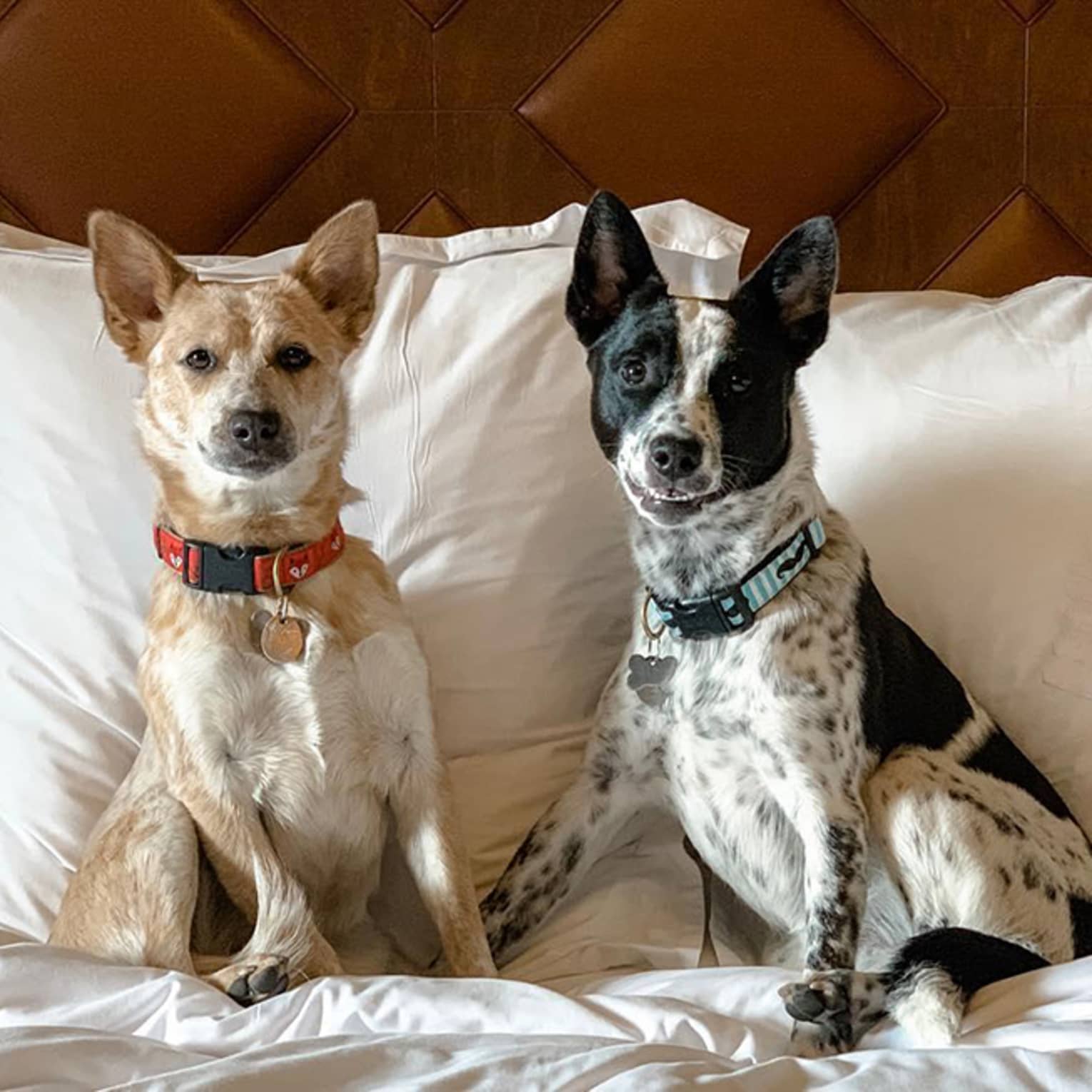 Two small dogs sit on hotel room bed by pillows