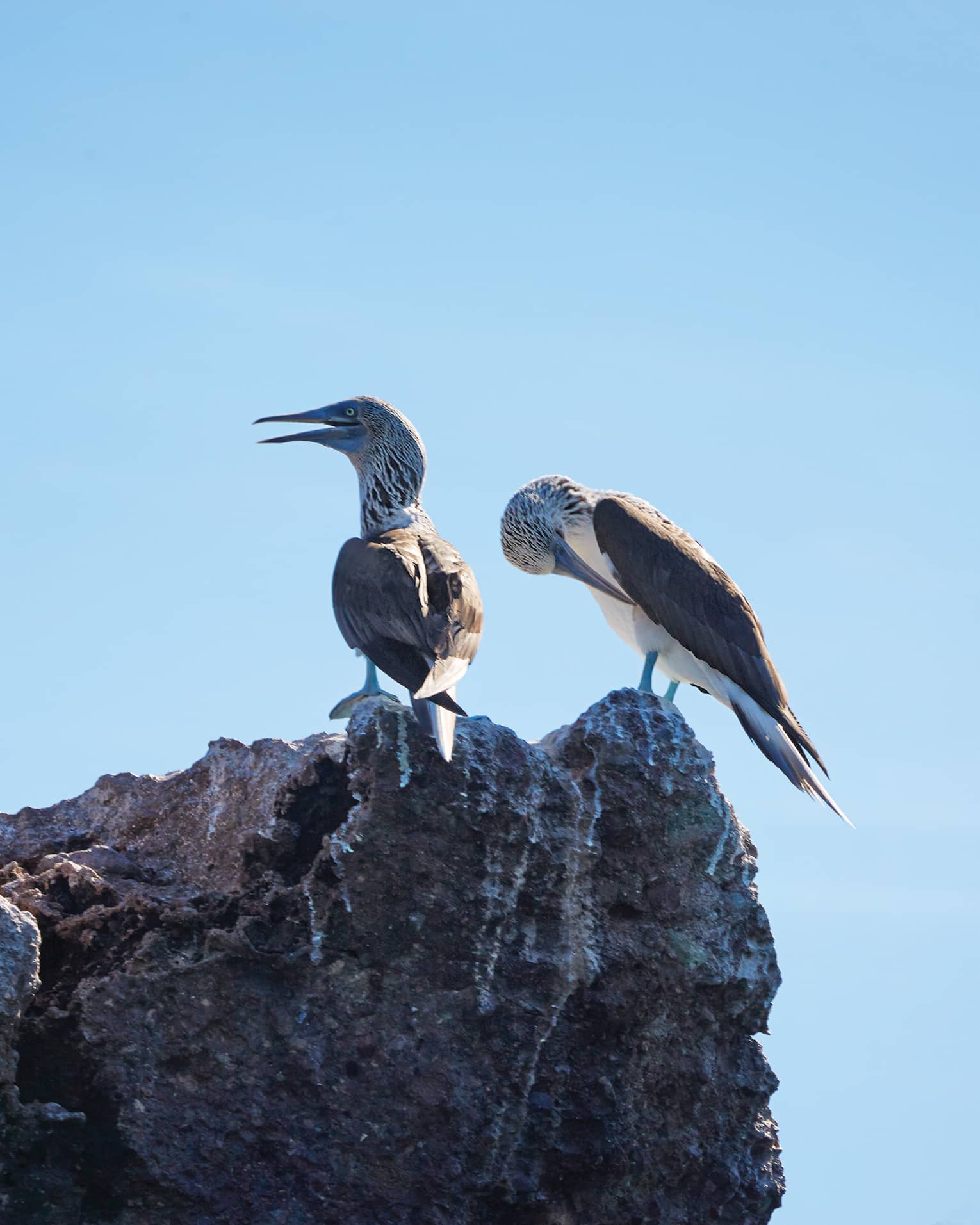 Punta Mita seagulls