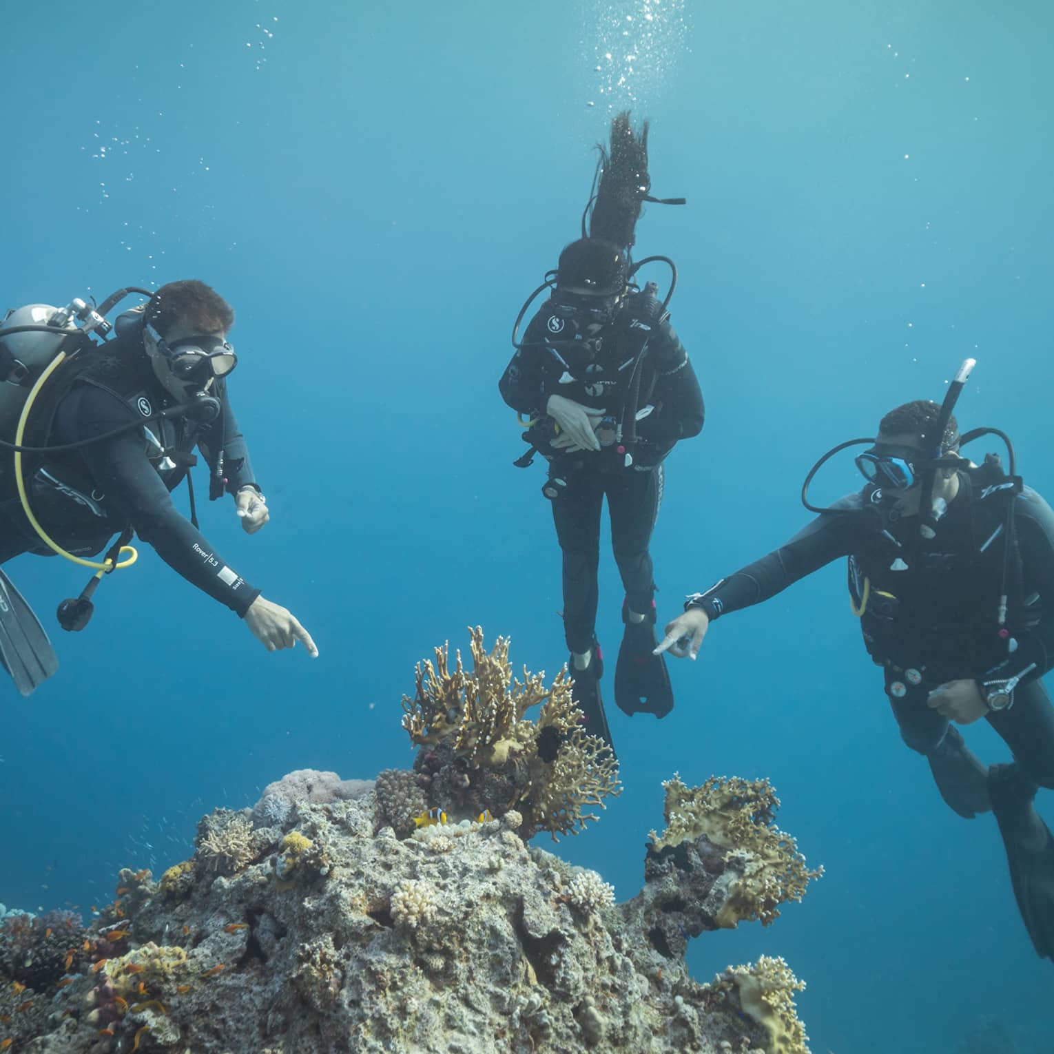 Front view of three scuba divers in clear, dark waters; two divers point at a group of yellow coral protruding from the rock.