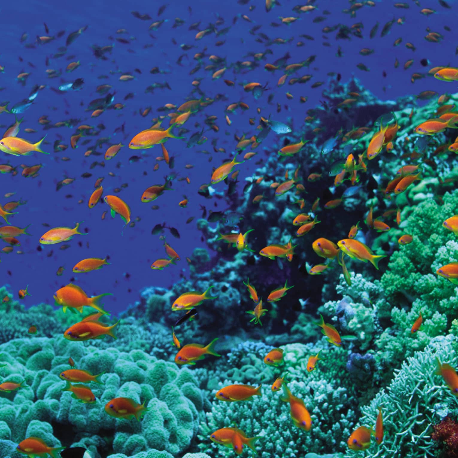 Colourful orange tropical fish underwater in sea 