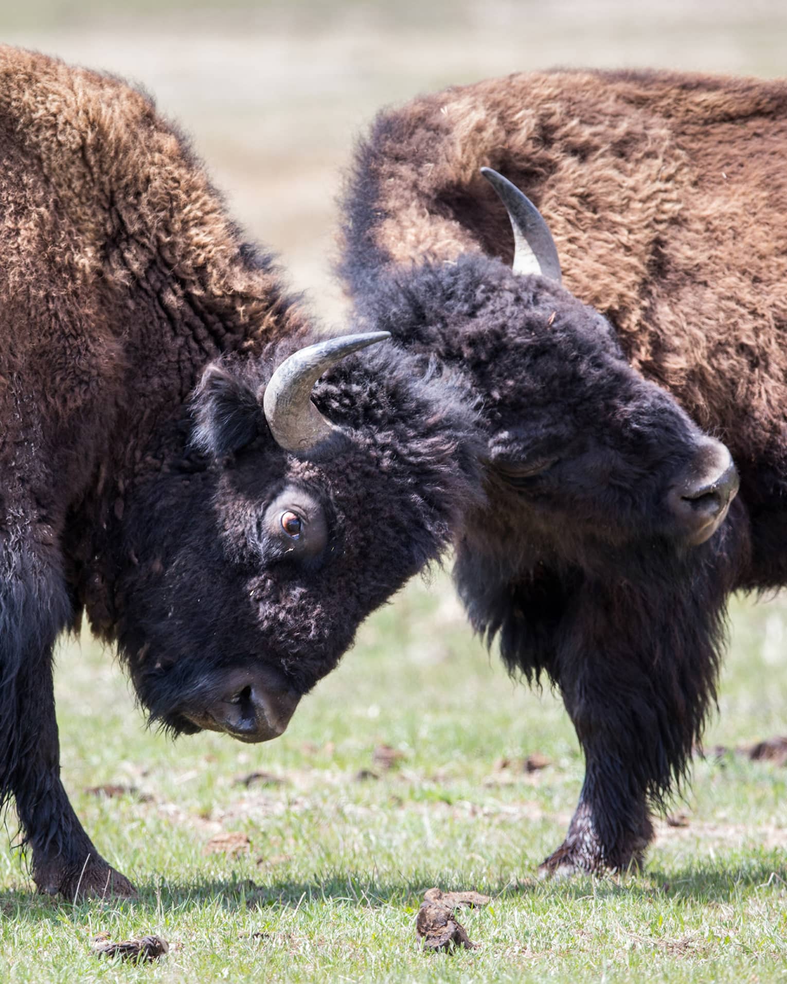Close-up of two bison locking horns on green pasture