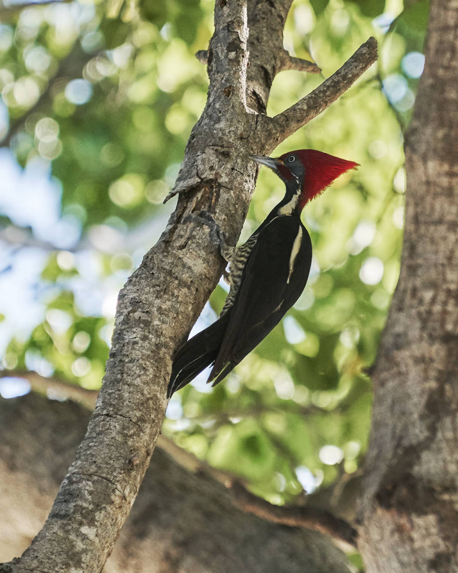 A lineated woodpecker, or carpenter bird, with a tall red crest and black and white feathers perched on a branch