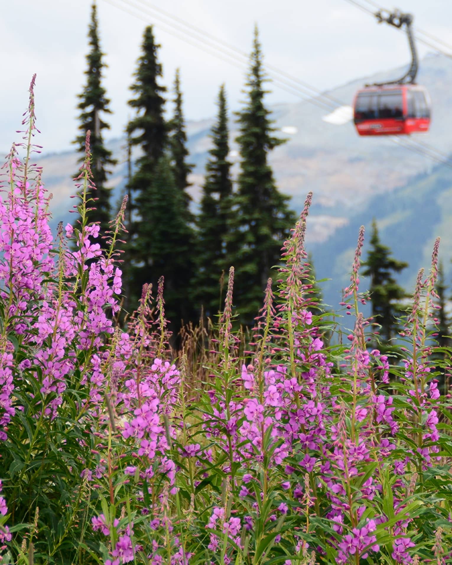 A ski lift soaring over the mountains and pink blossoms.