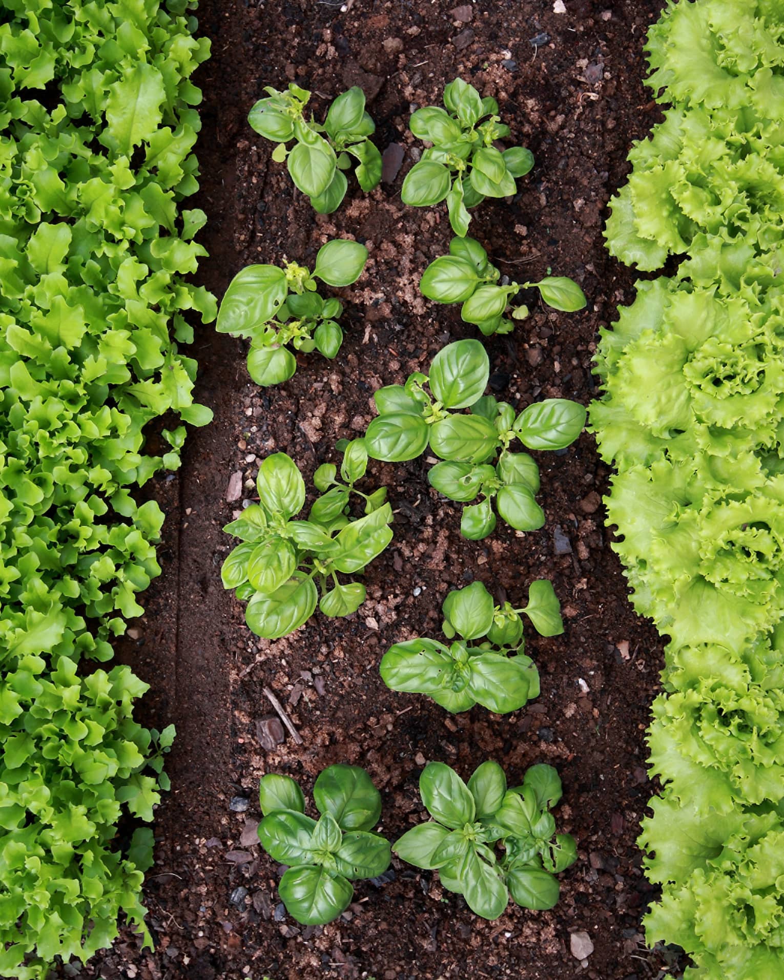 Aerial view of a garden with rows of plants