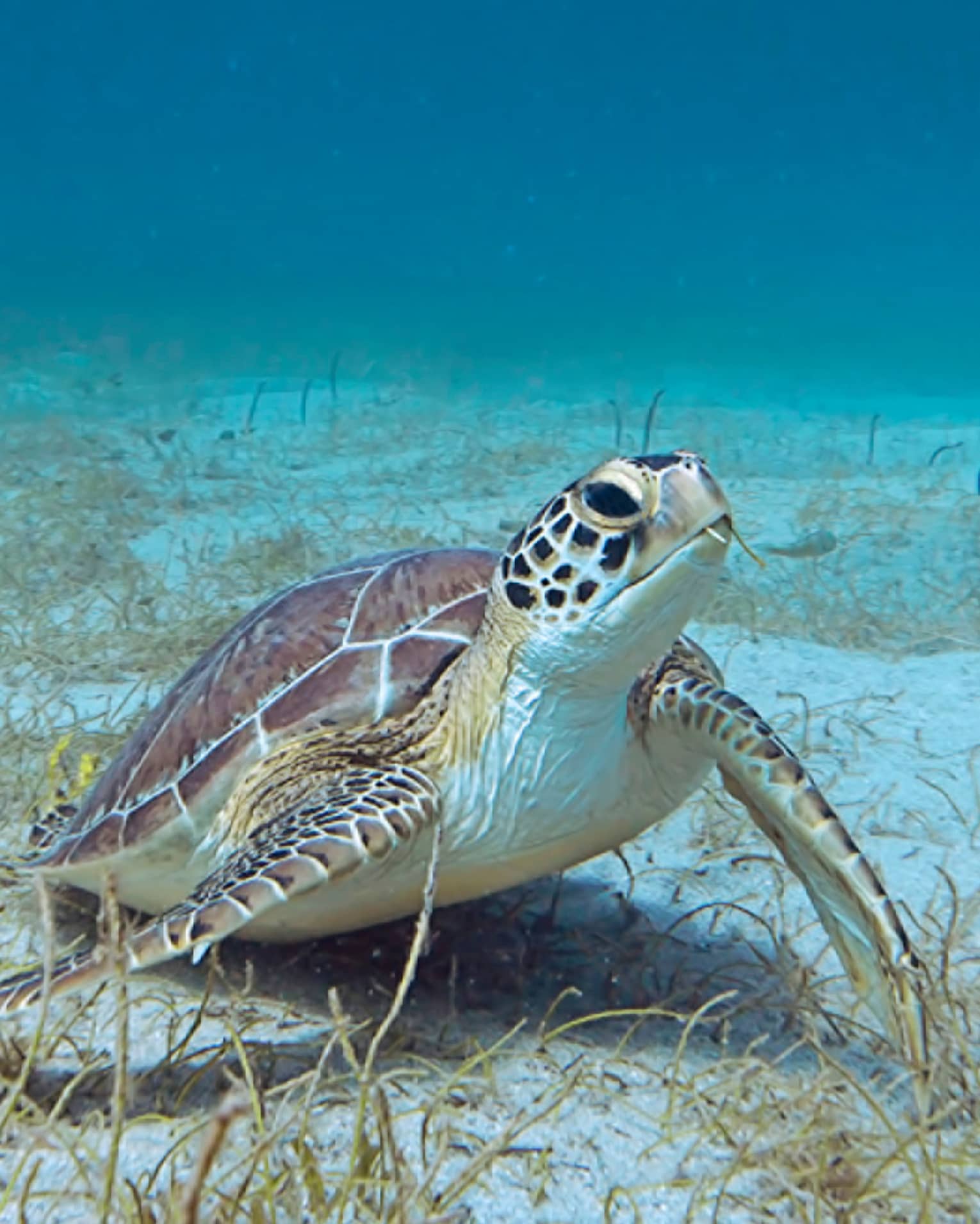 Sea turtle on sandy bottom of ocean floor