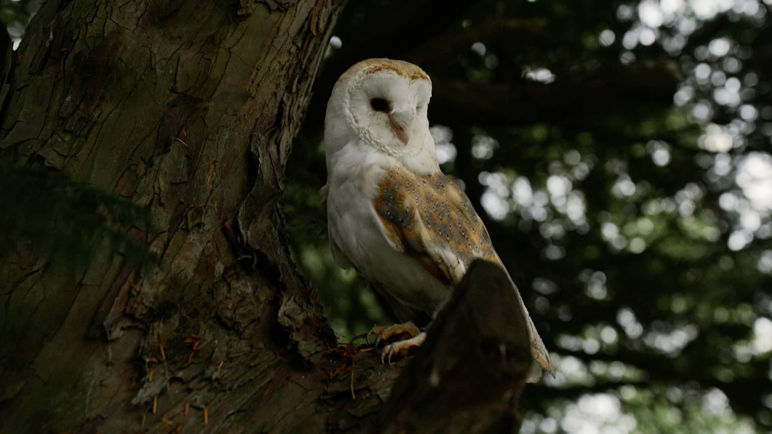 An owl resting on a tree.