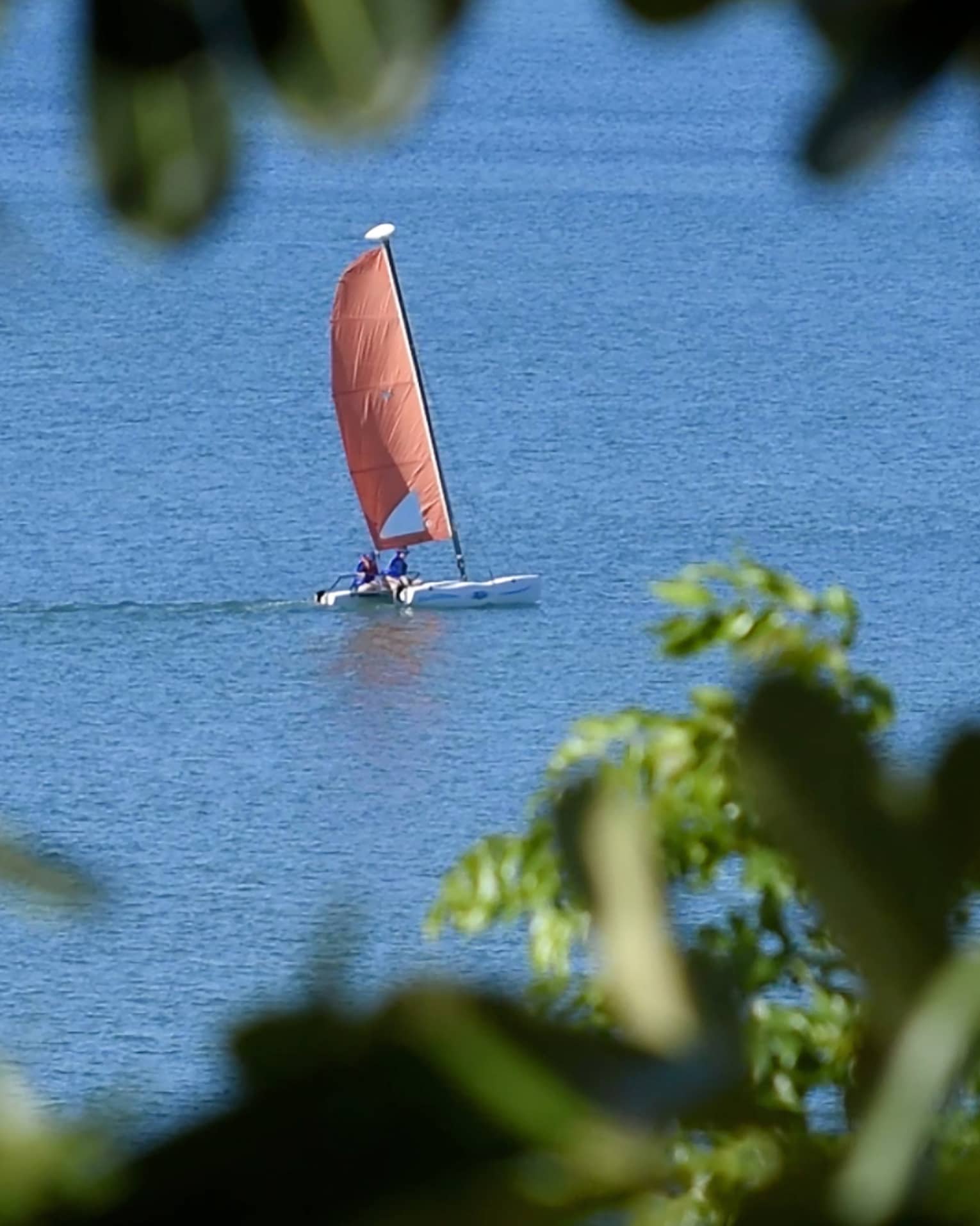 A sailboat on the ocean spotted through a tree 