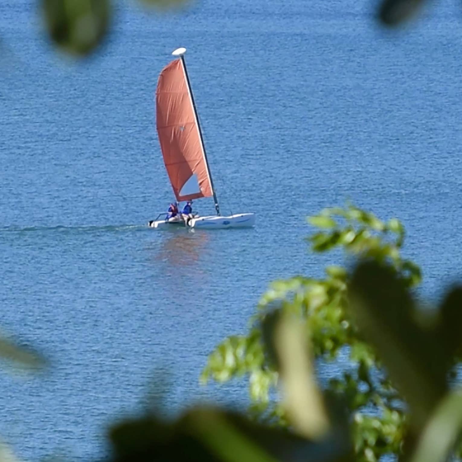 A sailboat on the ocean spotted through a tree 