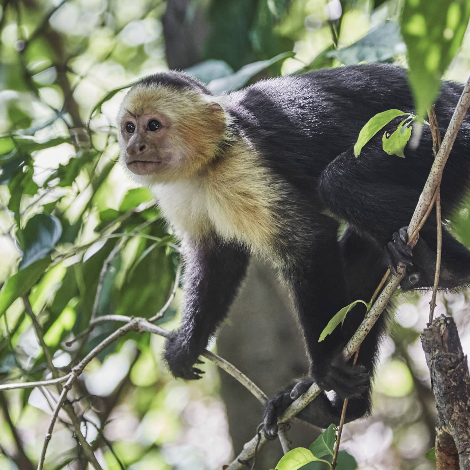 Small monkey sits on branch in tree 
