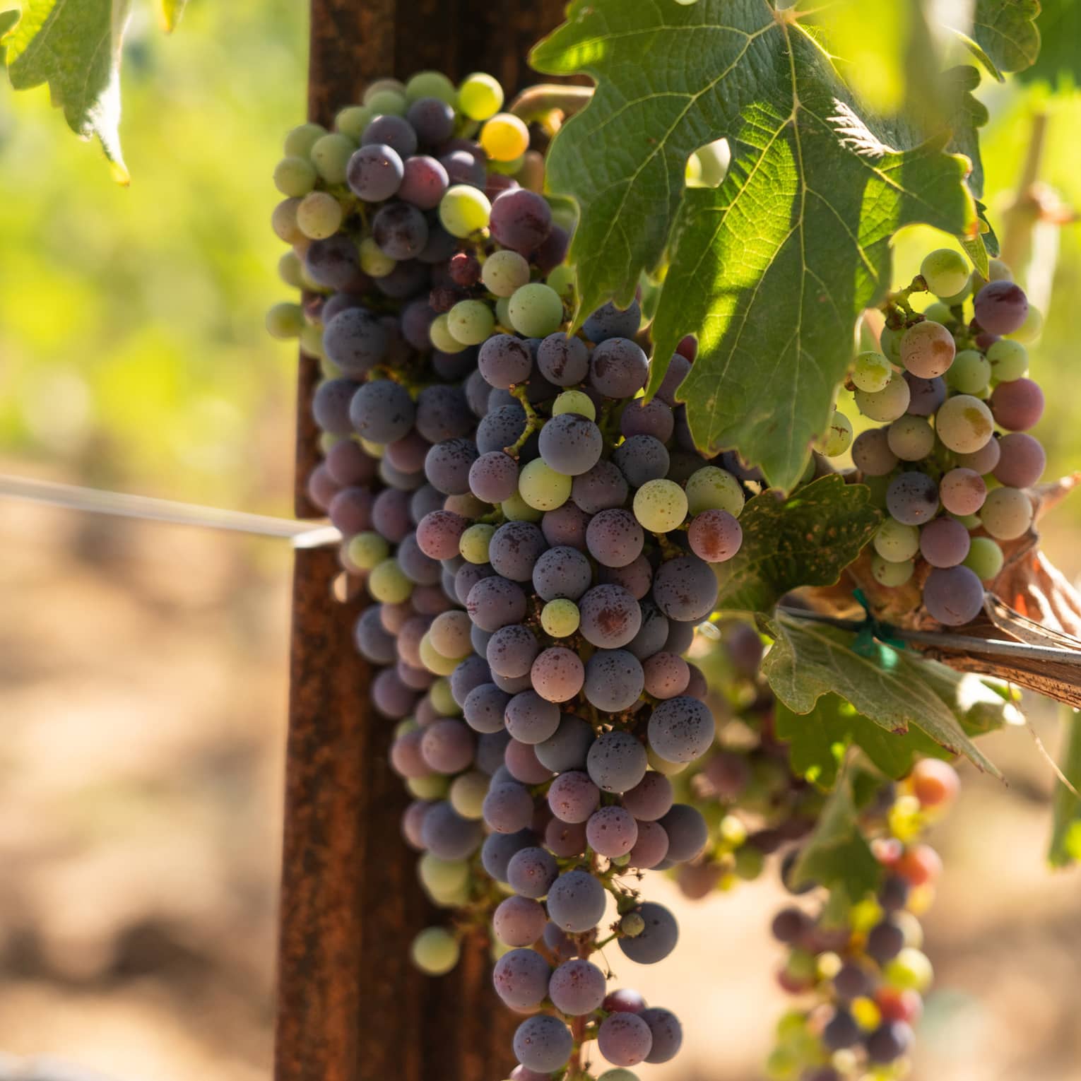 Grapes hanging on a vine.
