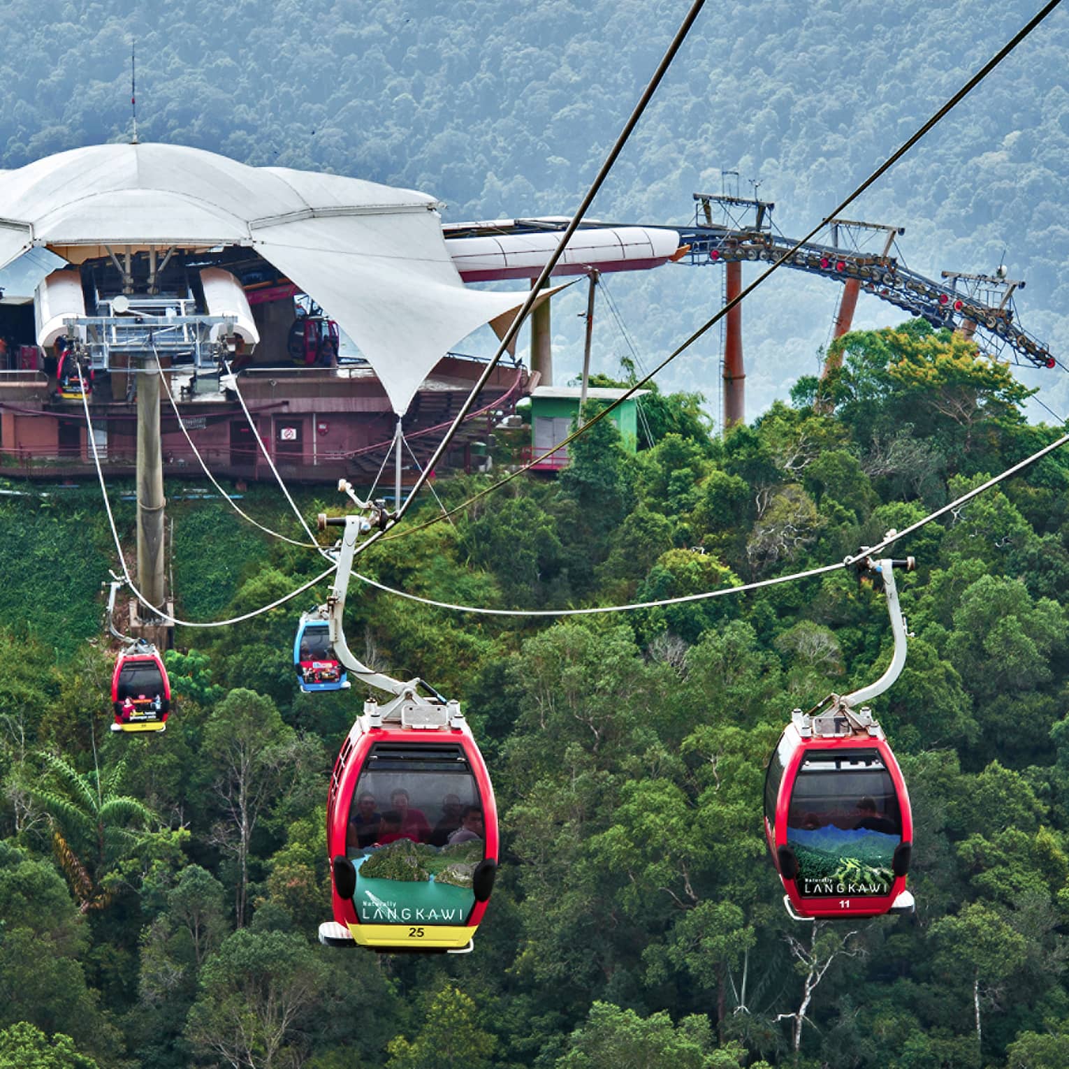 Guests ascend over trees and wildlife in specialty cable car lifts