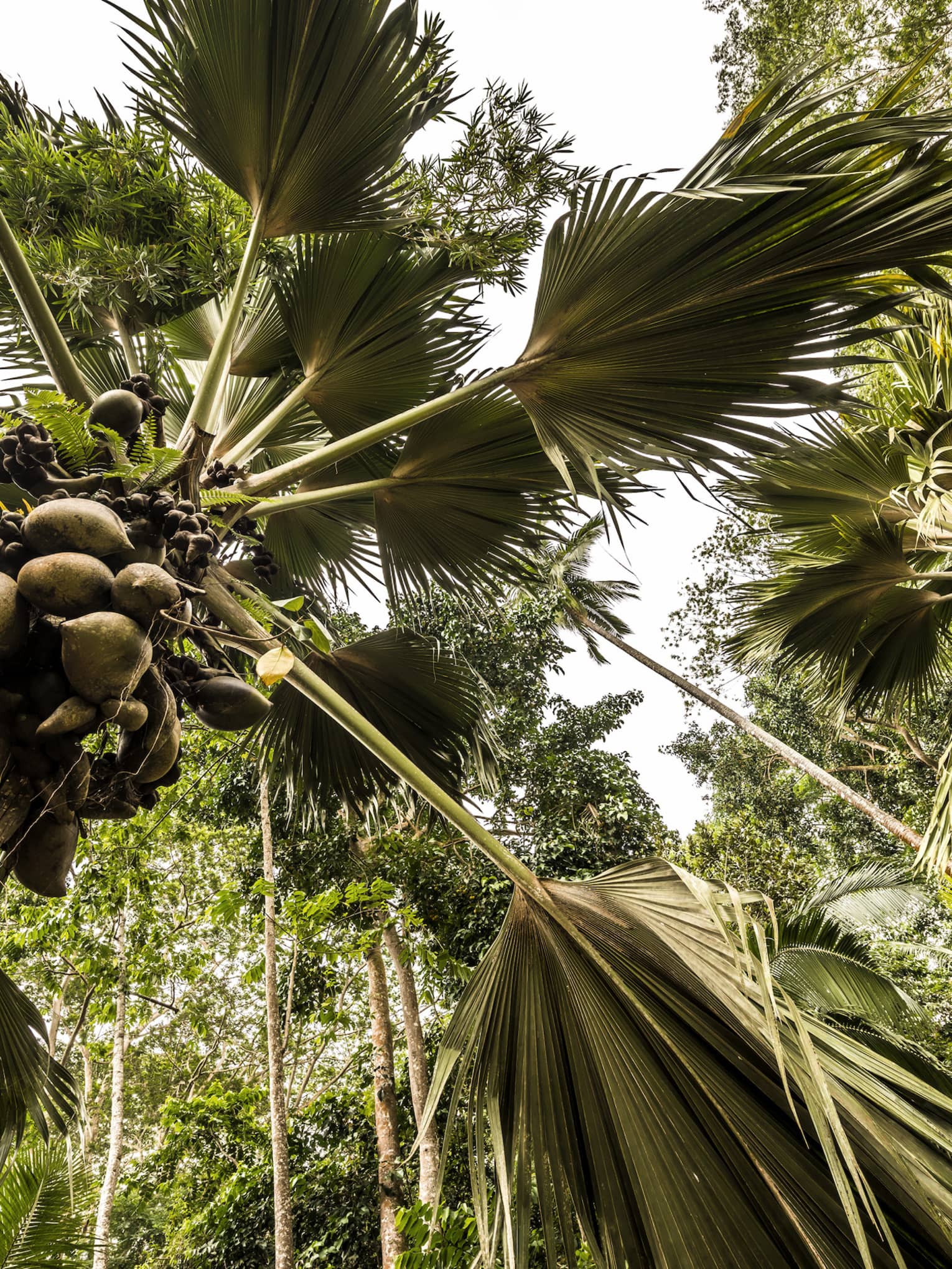 Worm’s-eye view of a grove of lush coconut trees, giant palm fronds forming a canopy over their slender, fruit-laden trunks.