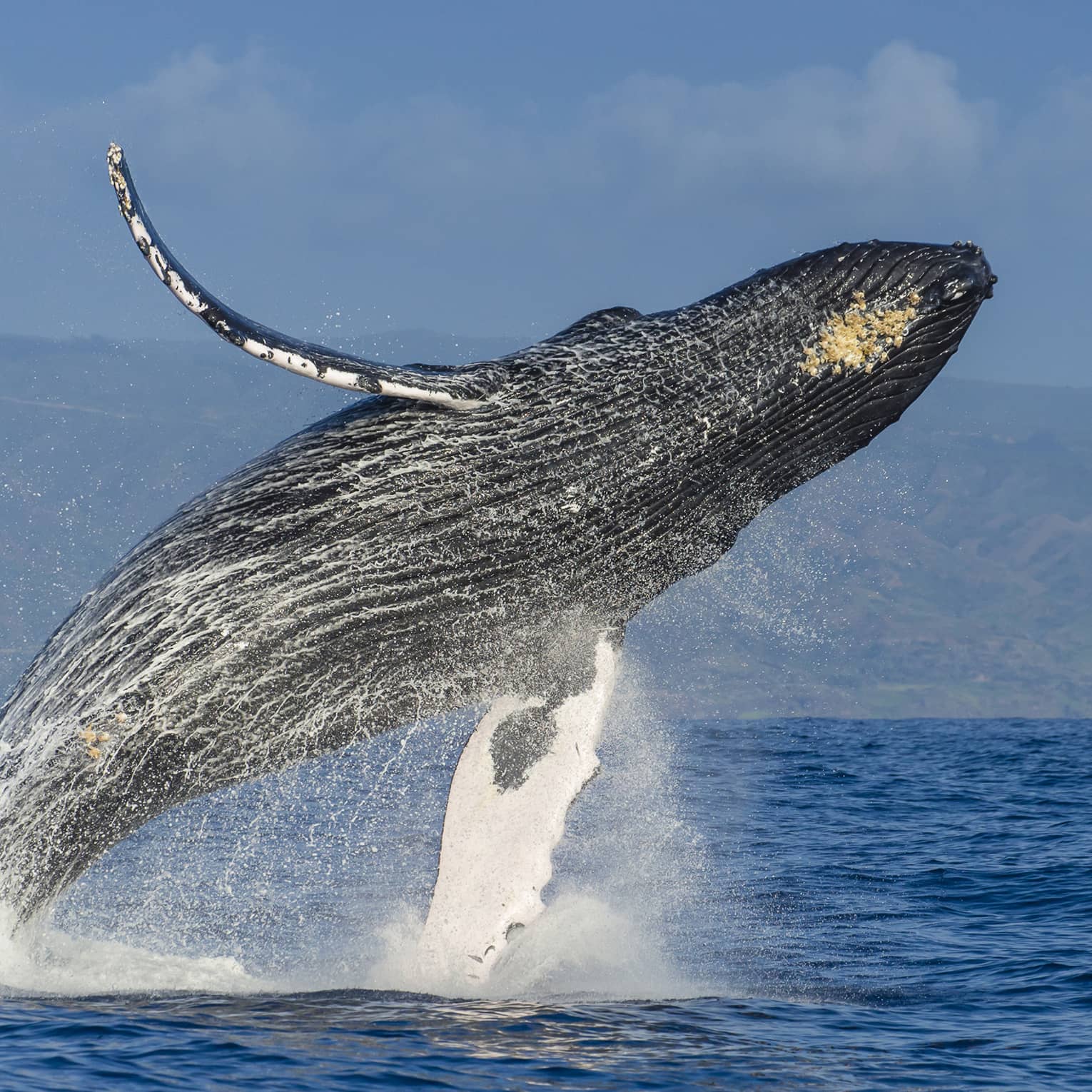 A humpback whale almost fully airborne as it breaches the ocean’s surface, a white veil of water spray falling from its body.