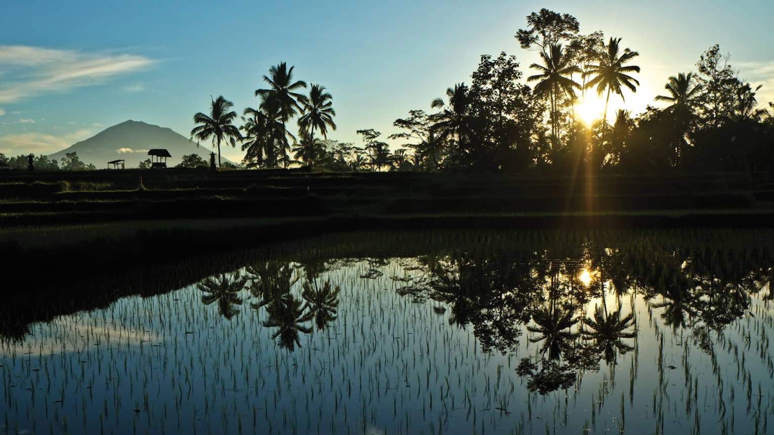 Silhouettes of tropical trees over rice fields at sunset