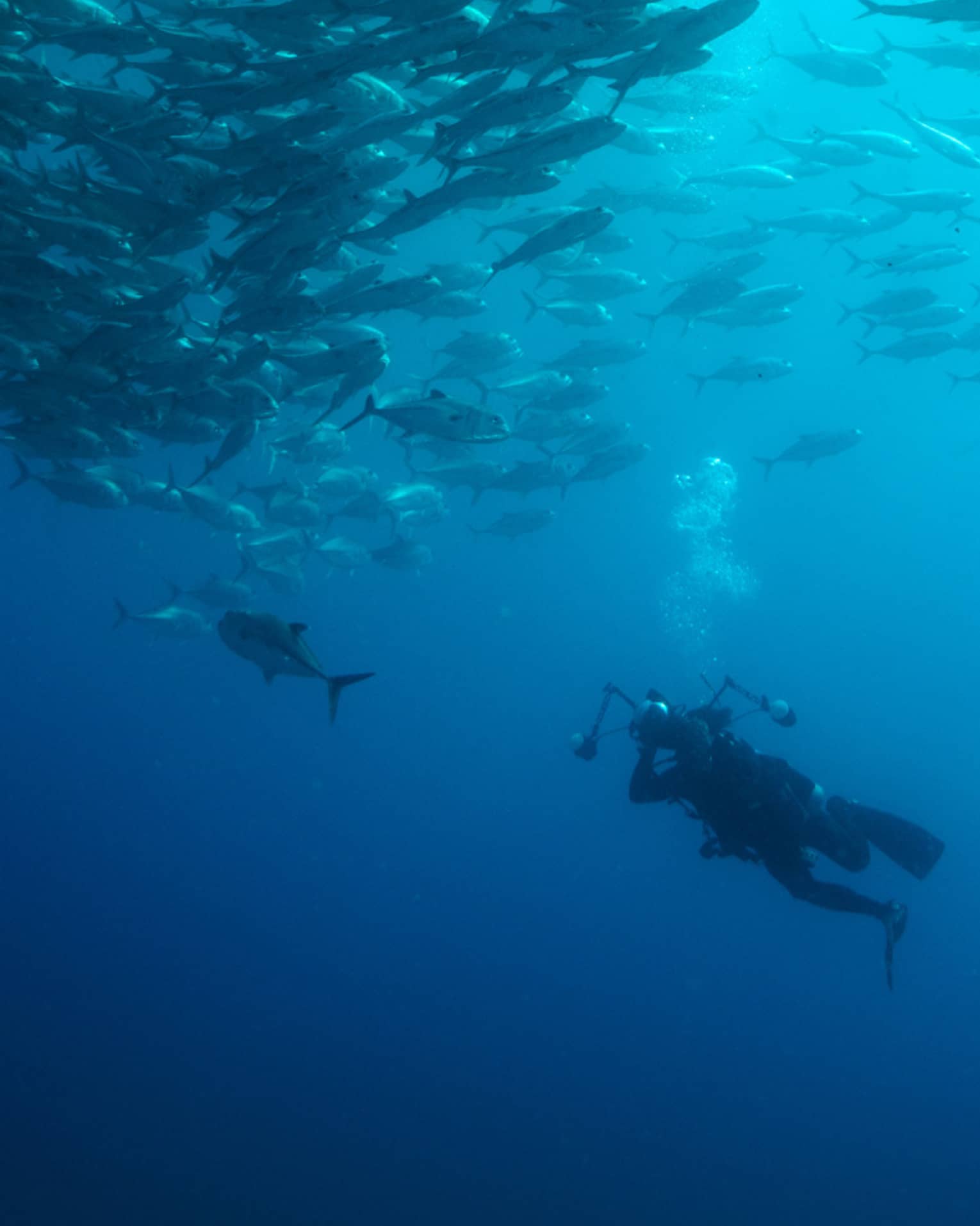 A person scuba diving inn the ocean with hundreds of fish swimming around them.