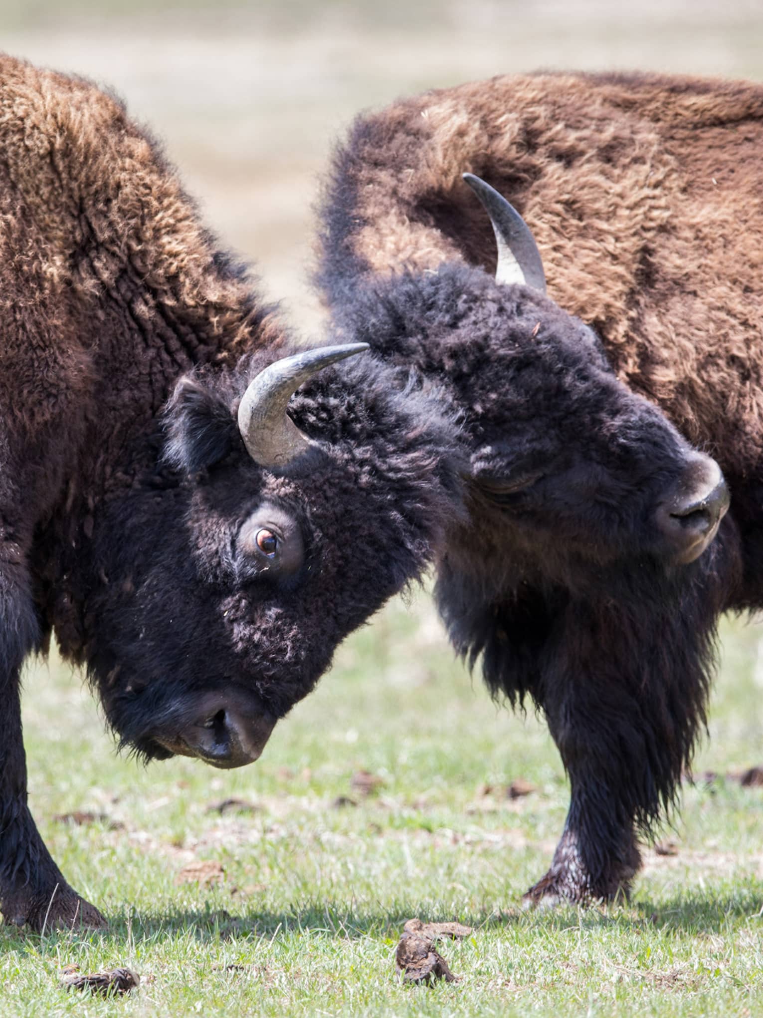 Close-up of two bison locking horns on green pasture