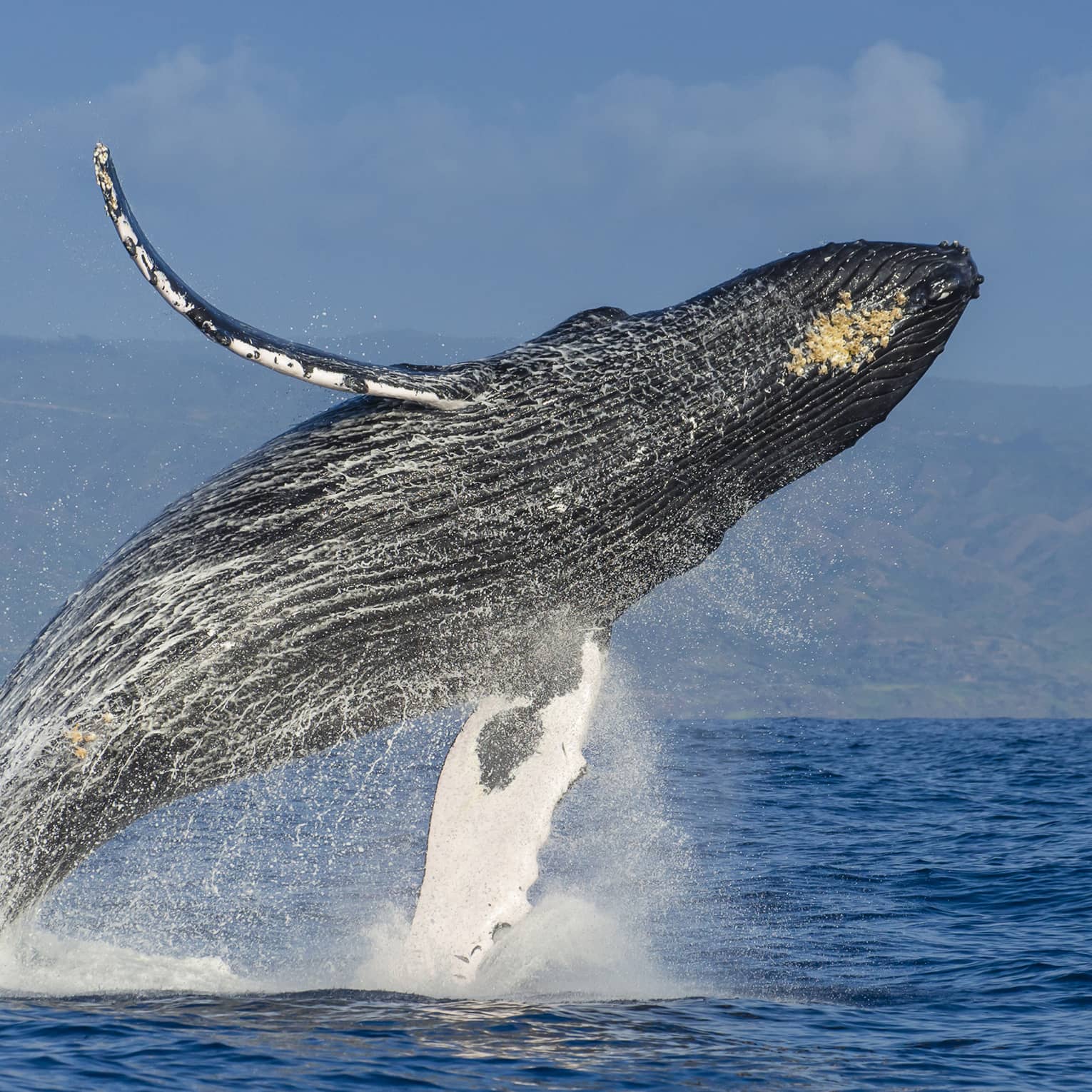A humpback whale almost fully airborne as it breaches the ocean’s surface, a white veil of water spray falling from its body.