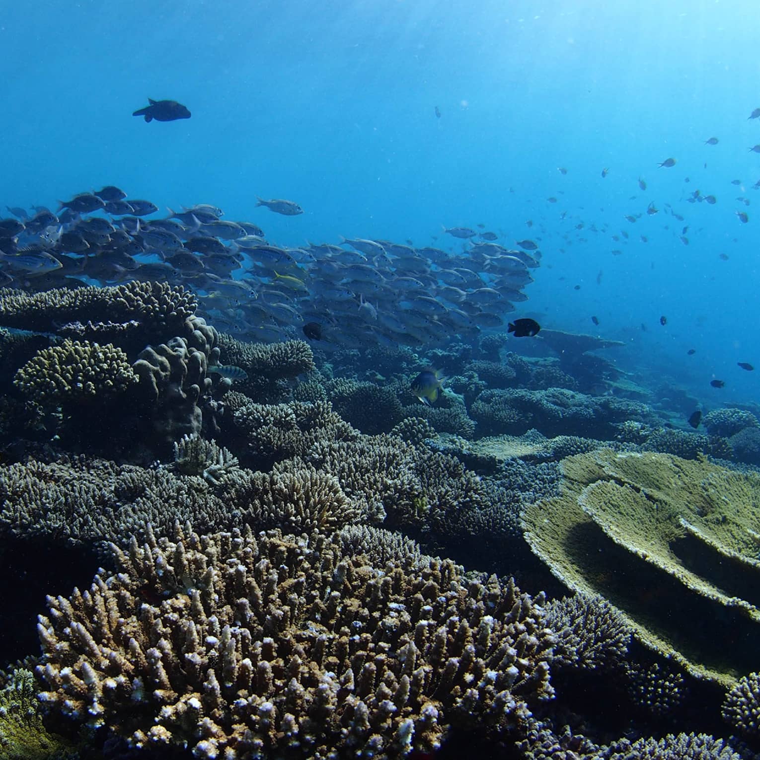 An underwater vew of a large school of fish swimming past a vibrant coral reef, with rays of sun shining in from above.