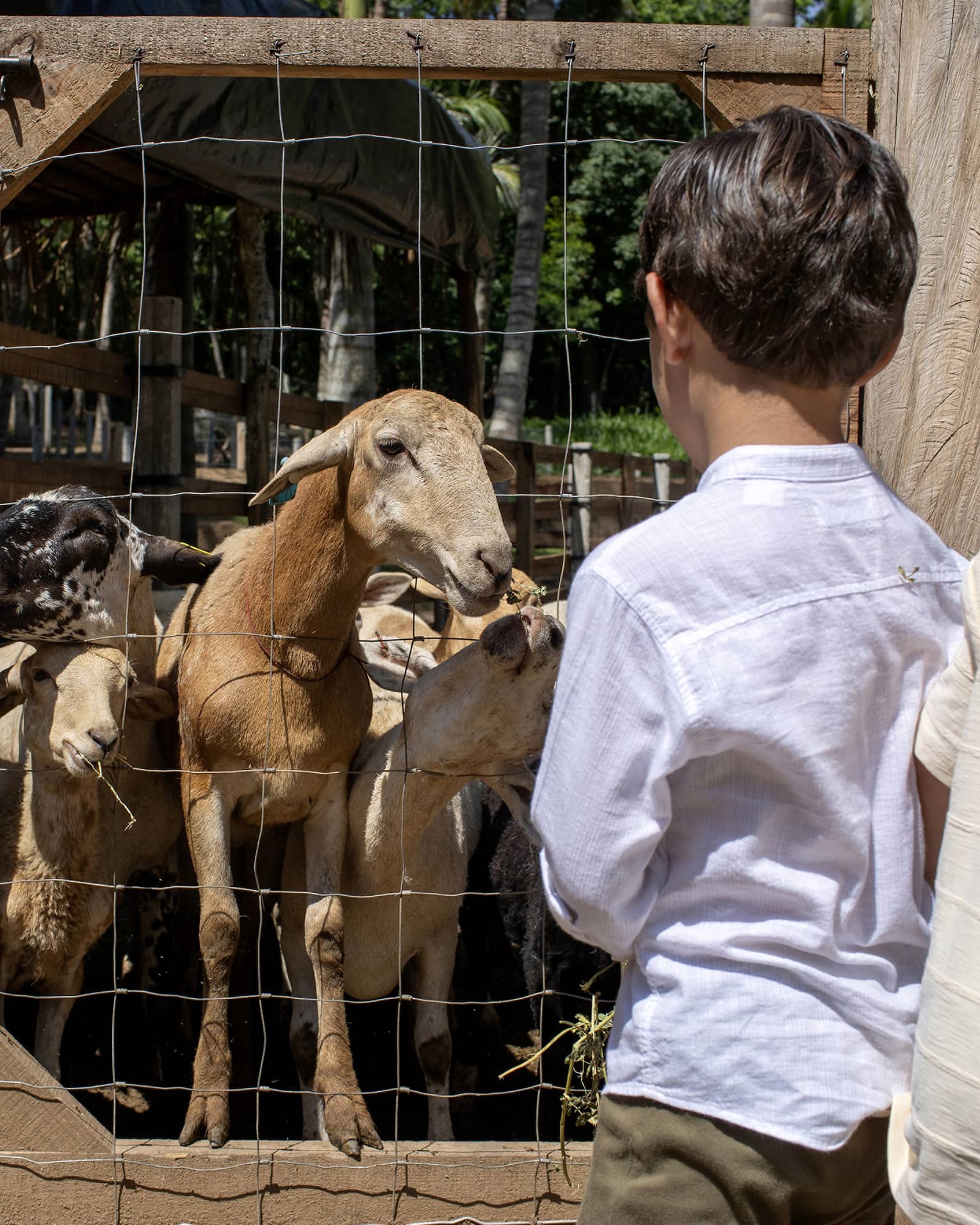 Three children look at goats inside of an enclosure