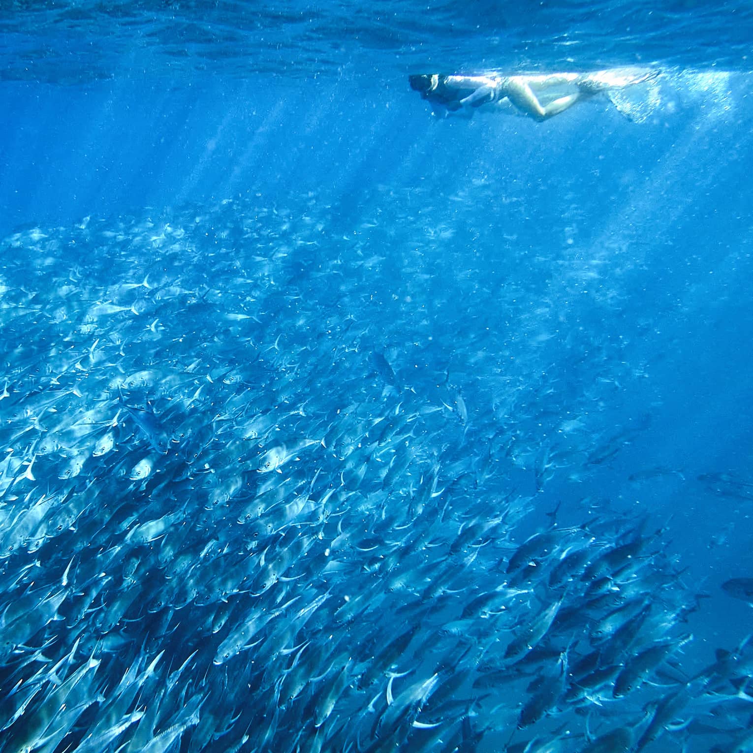 A person snorkelling near a school of fish in clear blue water