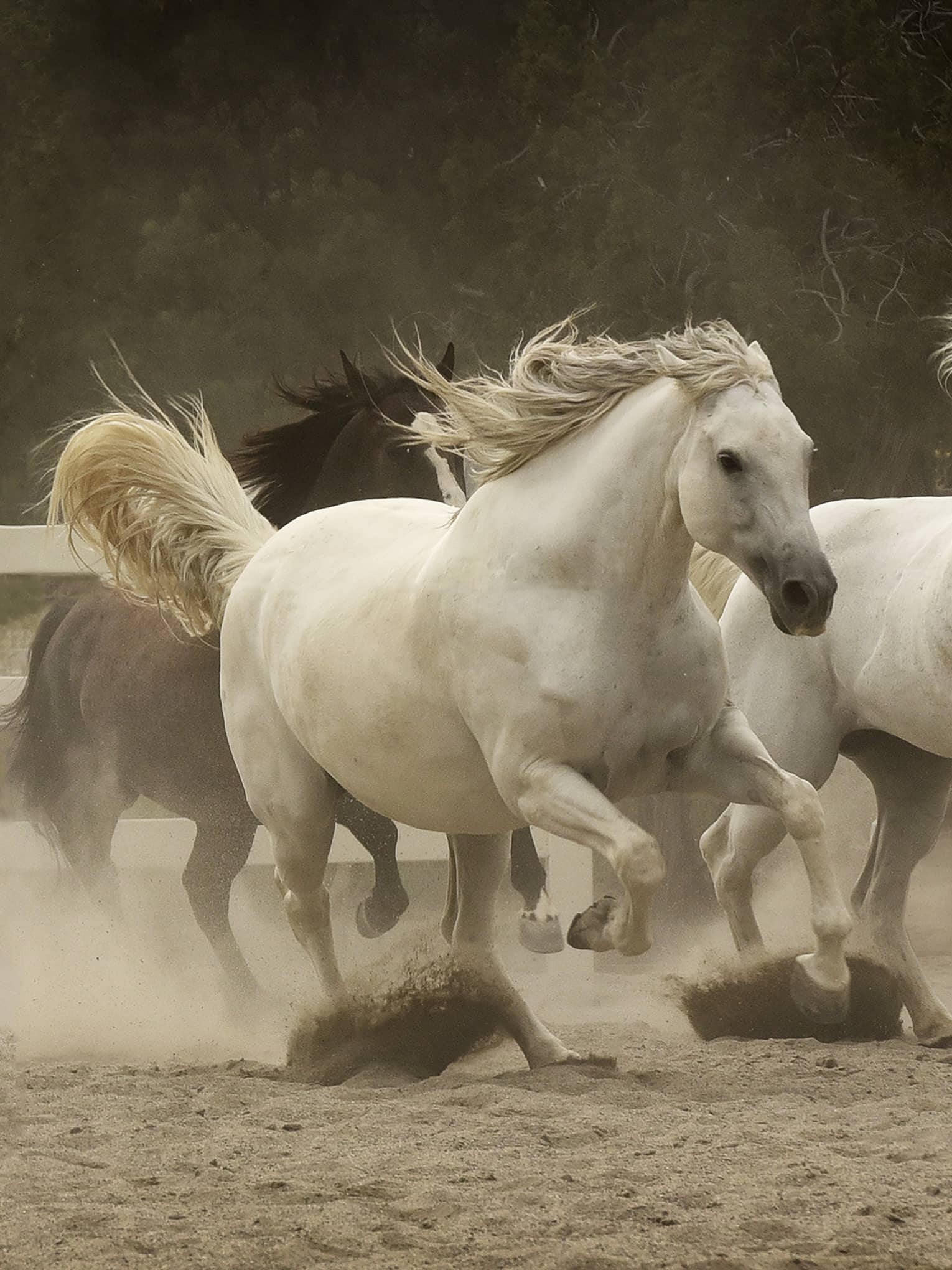 Dirt flies up and create a haze in the air as three white horses and one brown horse race in a riding rink.  