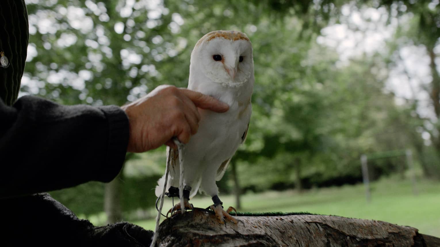 White owl perched on branch being held gently by handler in wooded setting