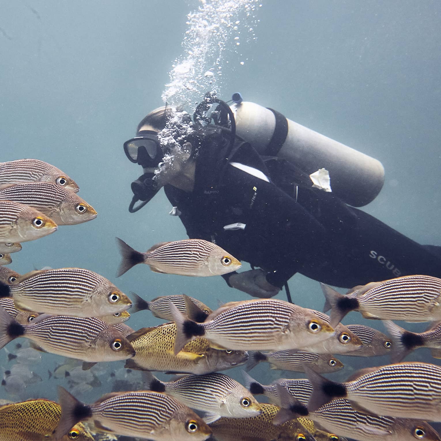 Woman scuba dives among a school of coulourful striped fish, the open ocean behind her
