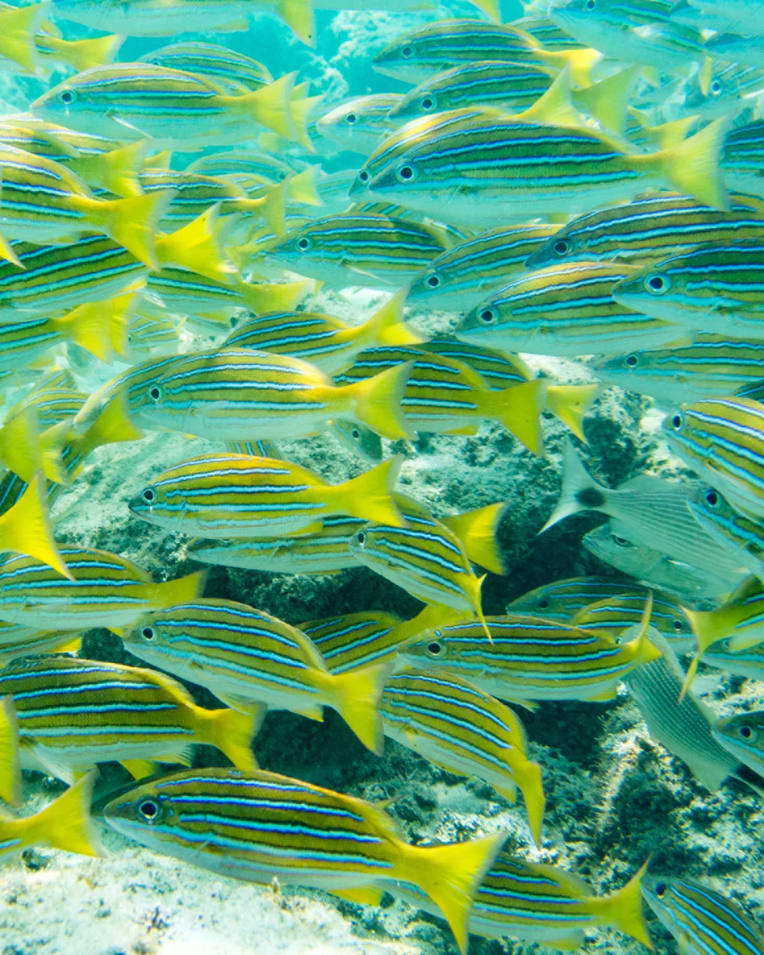 ,A school of yellow and grey fish.