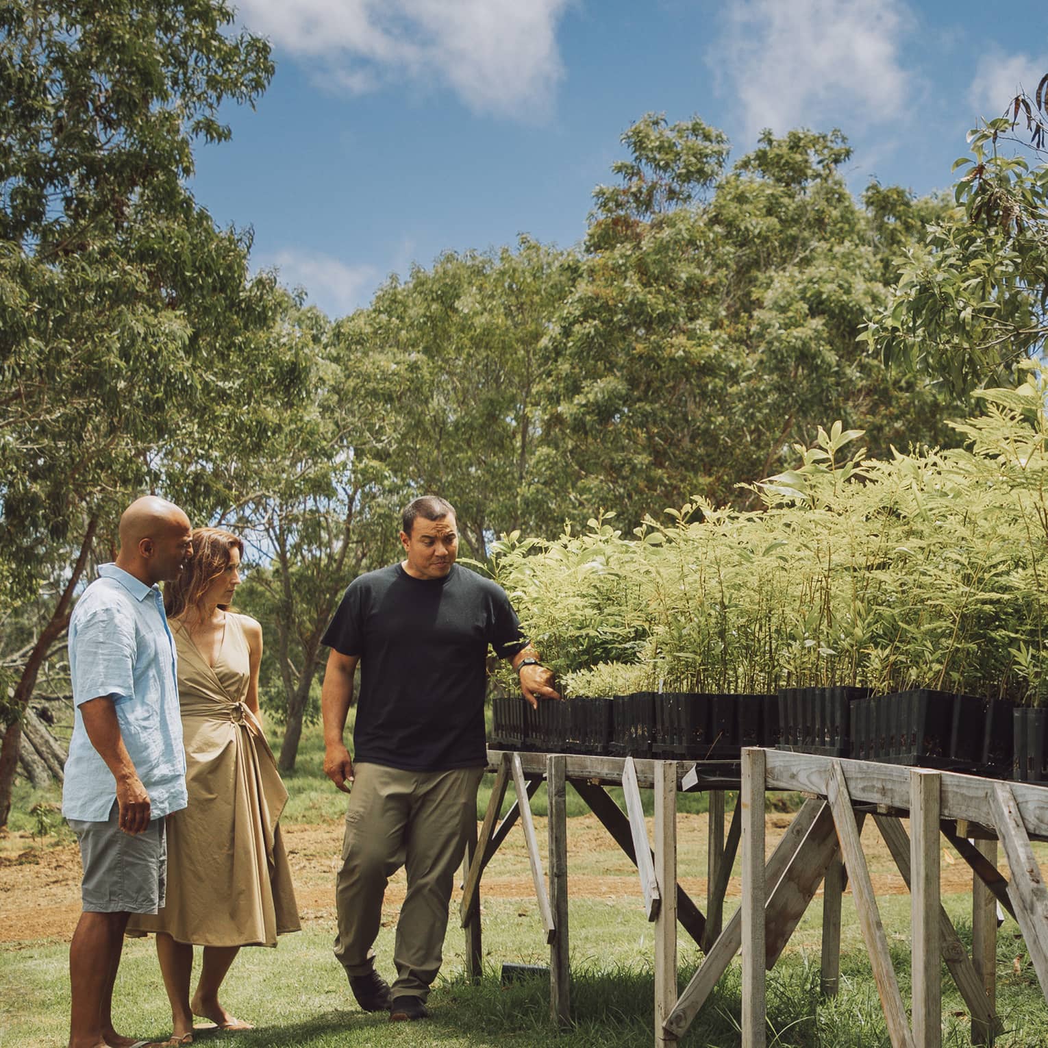 Surrounded by trees beneath a blue sky, a couple and their guide survey sandalwood plants growing in planters on wood tables.