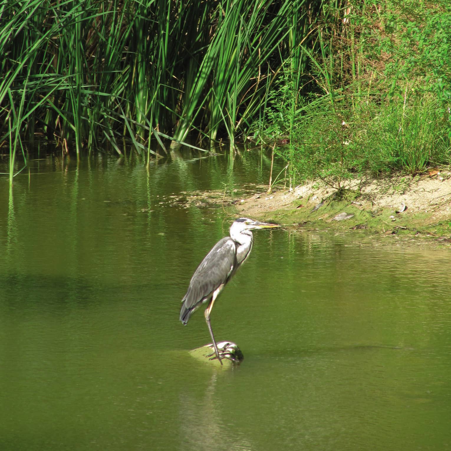 Side view of a great blue heron perched on a rock in a marsh amid shallow, algae-coloured water, brush and surrounding reeds.