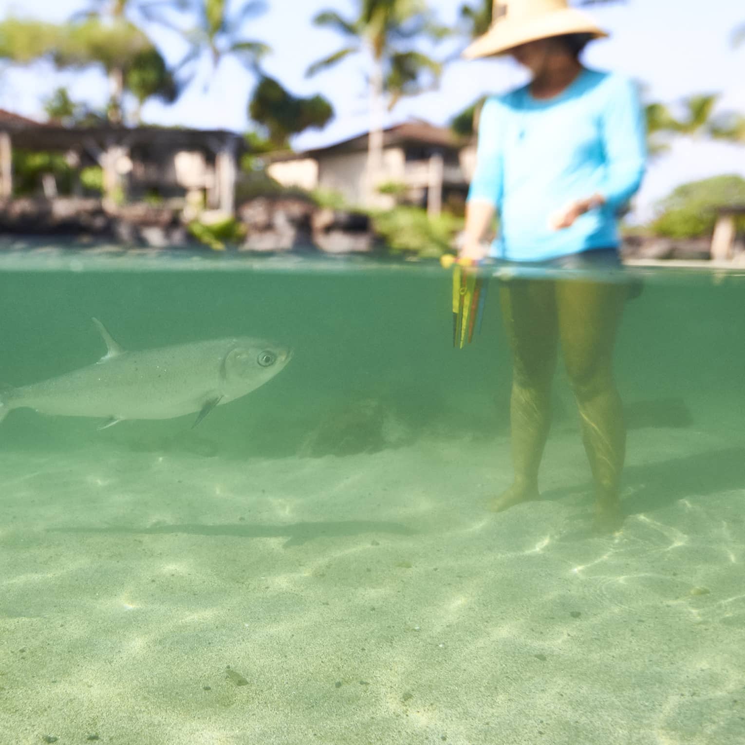 A guest stands in the shallow waters near a fish at Hualalai