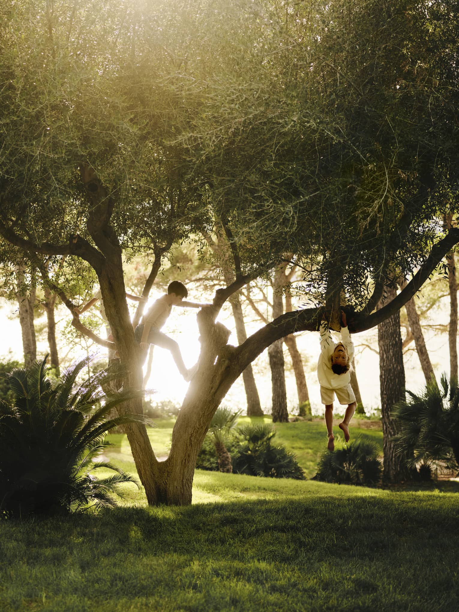 Kids playing in a tree, with sun streaming in lush yard