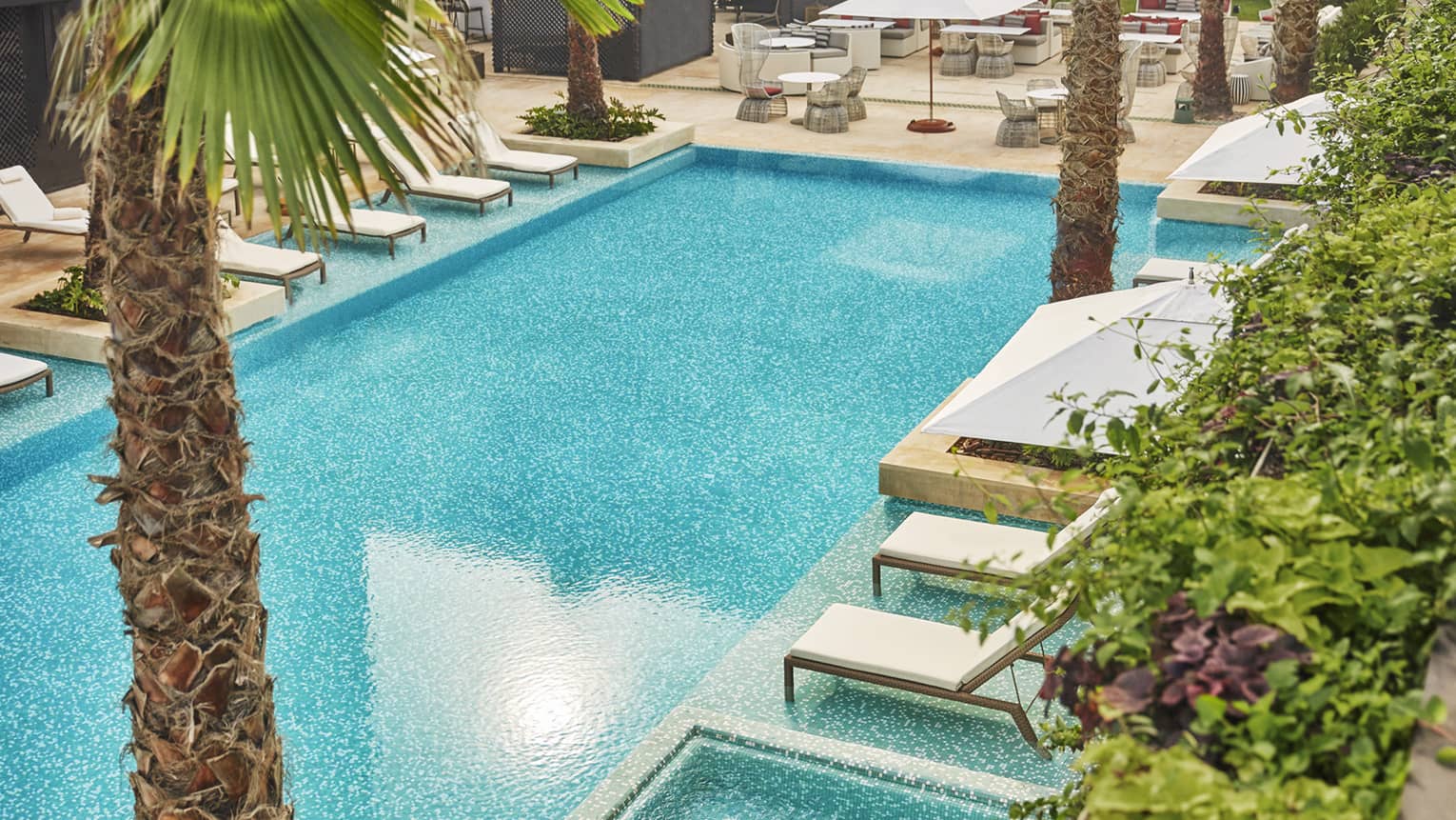 Blue outdoor swimming pool lined by white lounge chairs, umbrellas, palm trees