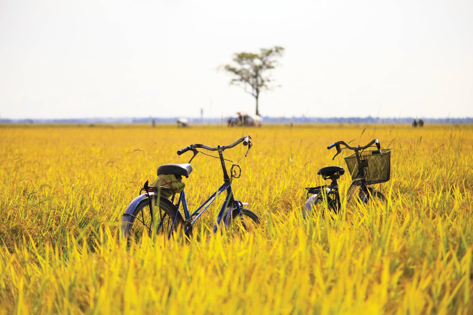 Two bicycles parked in field of long yellow grass on sunny day