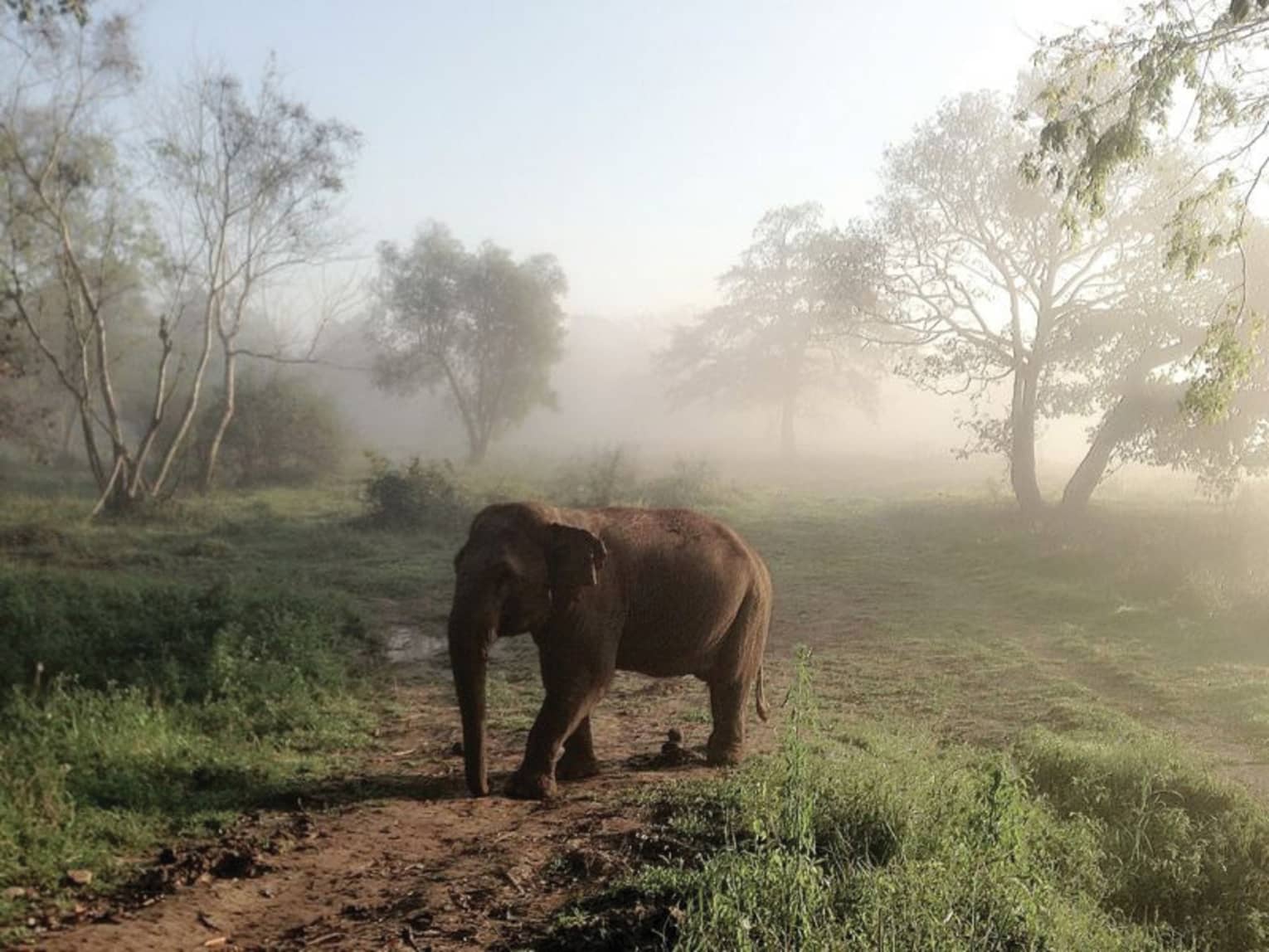 An elephant walking through a misty field 