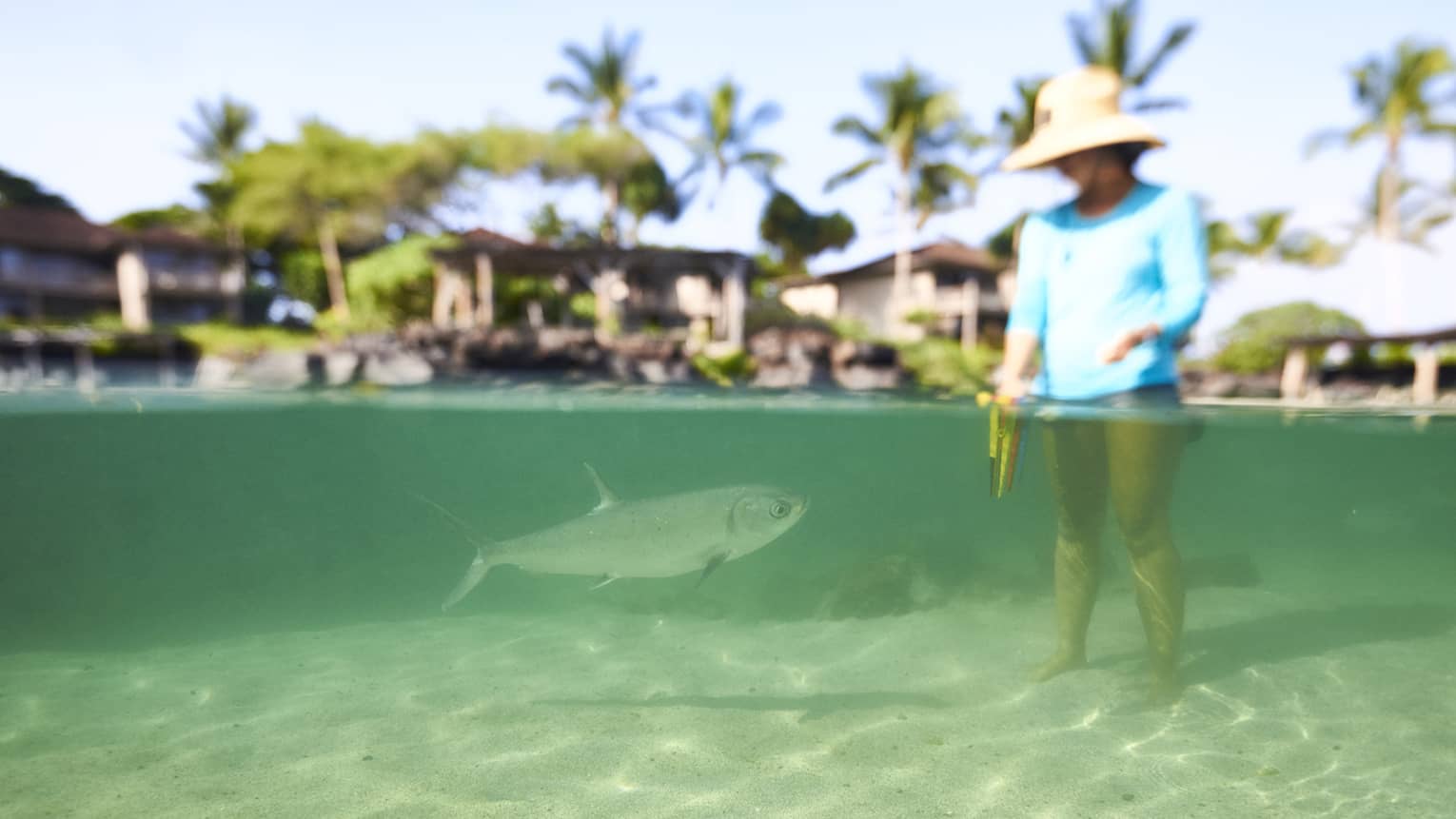 A guest stands in the shallow waters near a fish at Hualalai