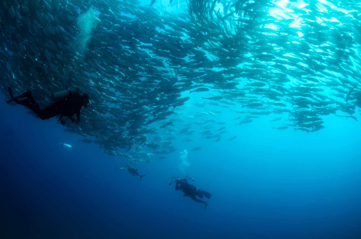 A person scuba diving in the ocean surrounded by hundreds of fish. The diver captures the underwater beauty with a camera.