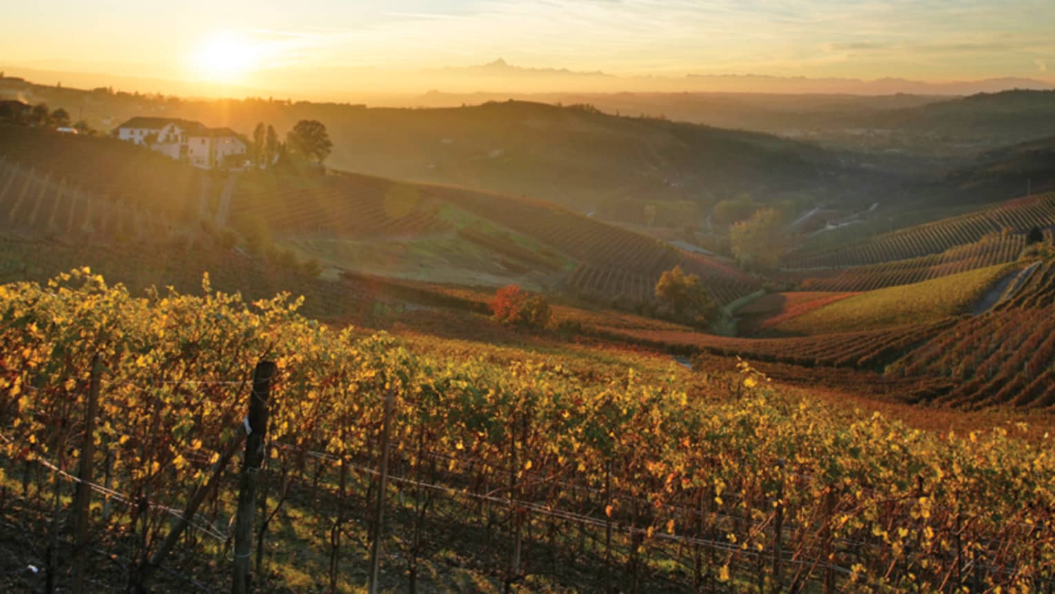 Golden sun over rolling vineyards in Italy 