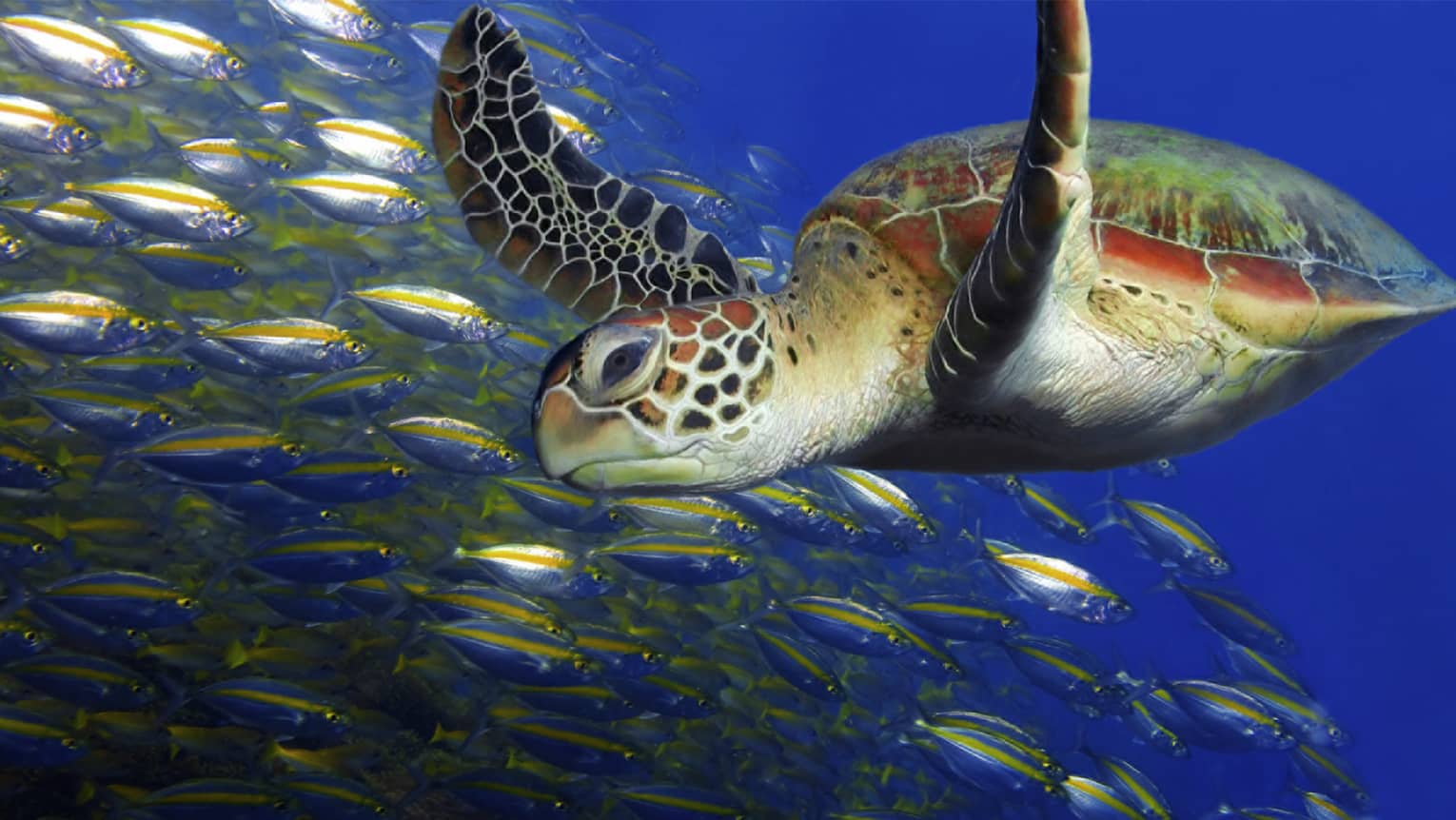 Close-up of sea turtle swimming underwater past school of colourful fish